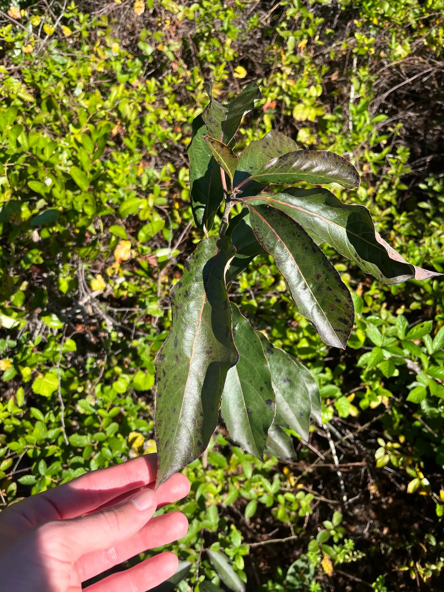 American Persimmon, Possumwood (Diospyros Virginiana) — Fruit is edible when soft, attracting birds and mammals; or Possumwood (Diospyros virginiana)