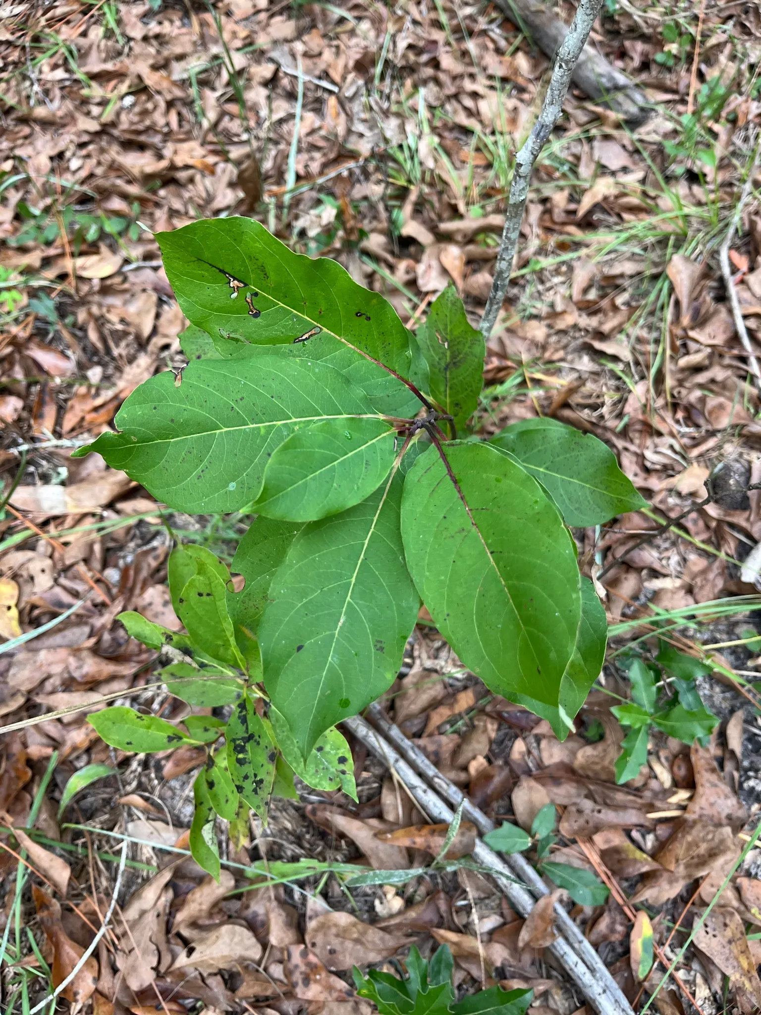 American Persimmon, Possumwood (Diospyros Virginiana) — Noteworthy is its zoning resiliency, as it can flourish in USDA hardiness zones 4 through 9
