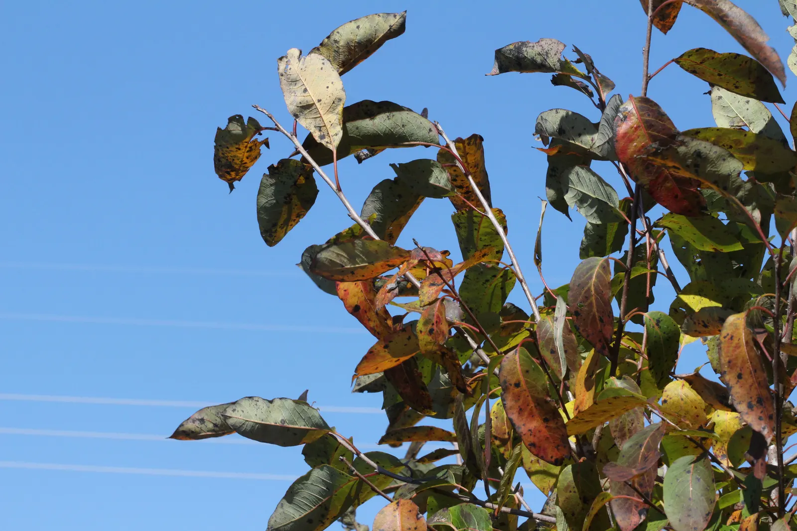 American Persimmon, Possumwood (Diospyros Virginiana) — The fruits are not only a culinary delight; noteworthy is its zoning resiliency, as it can, image 84