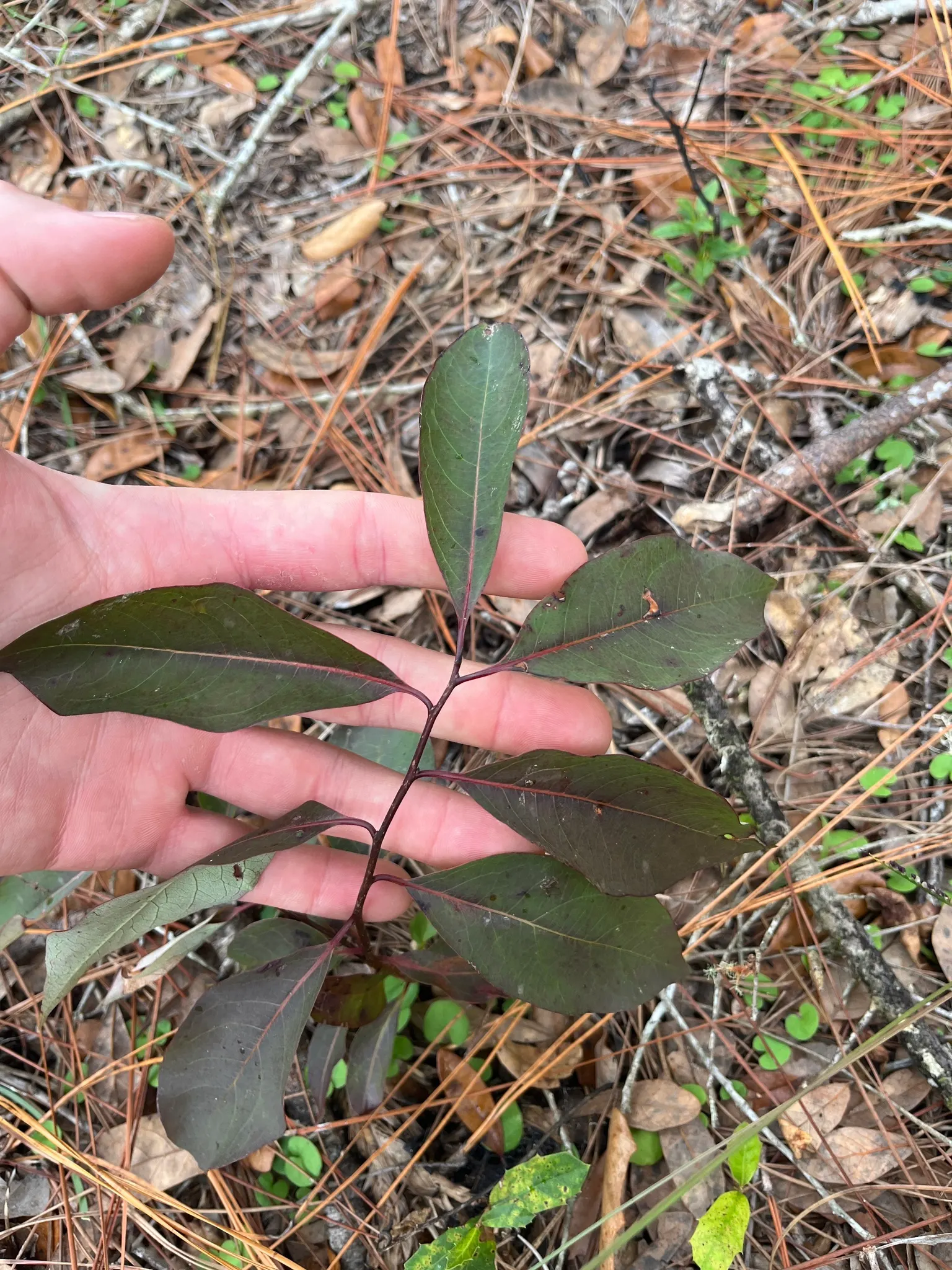 American Persimmon, Possumwood (Diospyros Virginiana) — starts out green and ripens to a deep orange; consider the tree's potential drop zone for, image 80