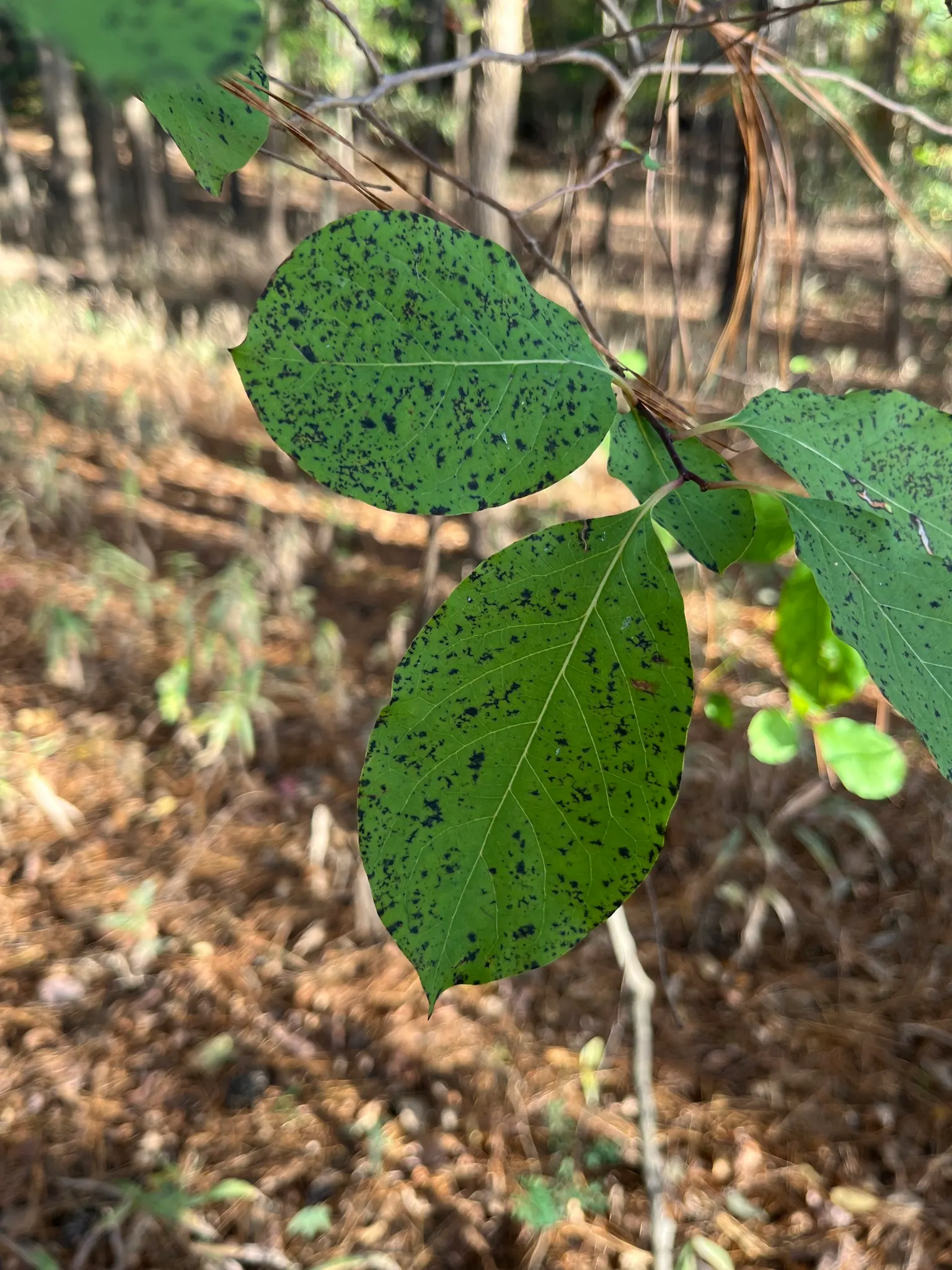 American Persimmon, Possumwood (Diospyros Virginiana) — Features distinctive blocky bark; the eponymous opossums.<br><br>Preferring well-drained soil