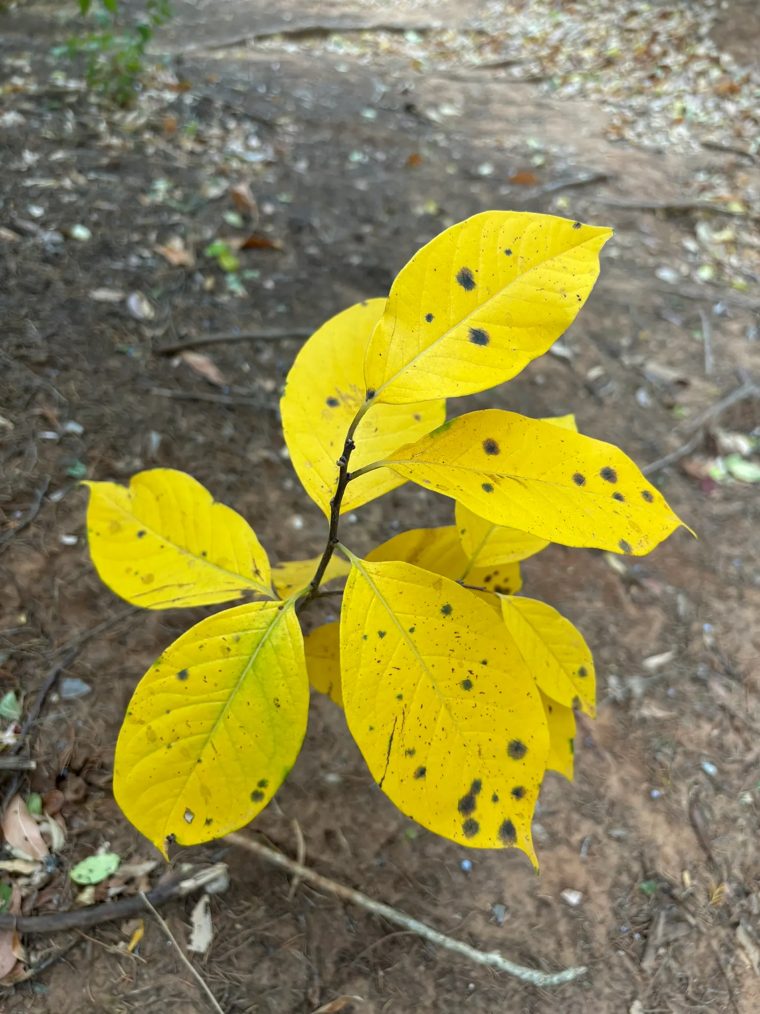 American Persimmon, Possumwood (Diospyros Virginiana) — Given its deep taproot, ensure it is planted where it can remain undisturbed; prefers full sun to