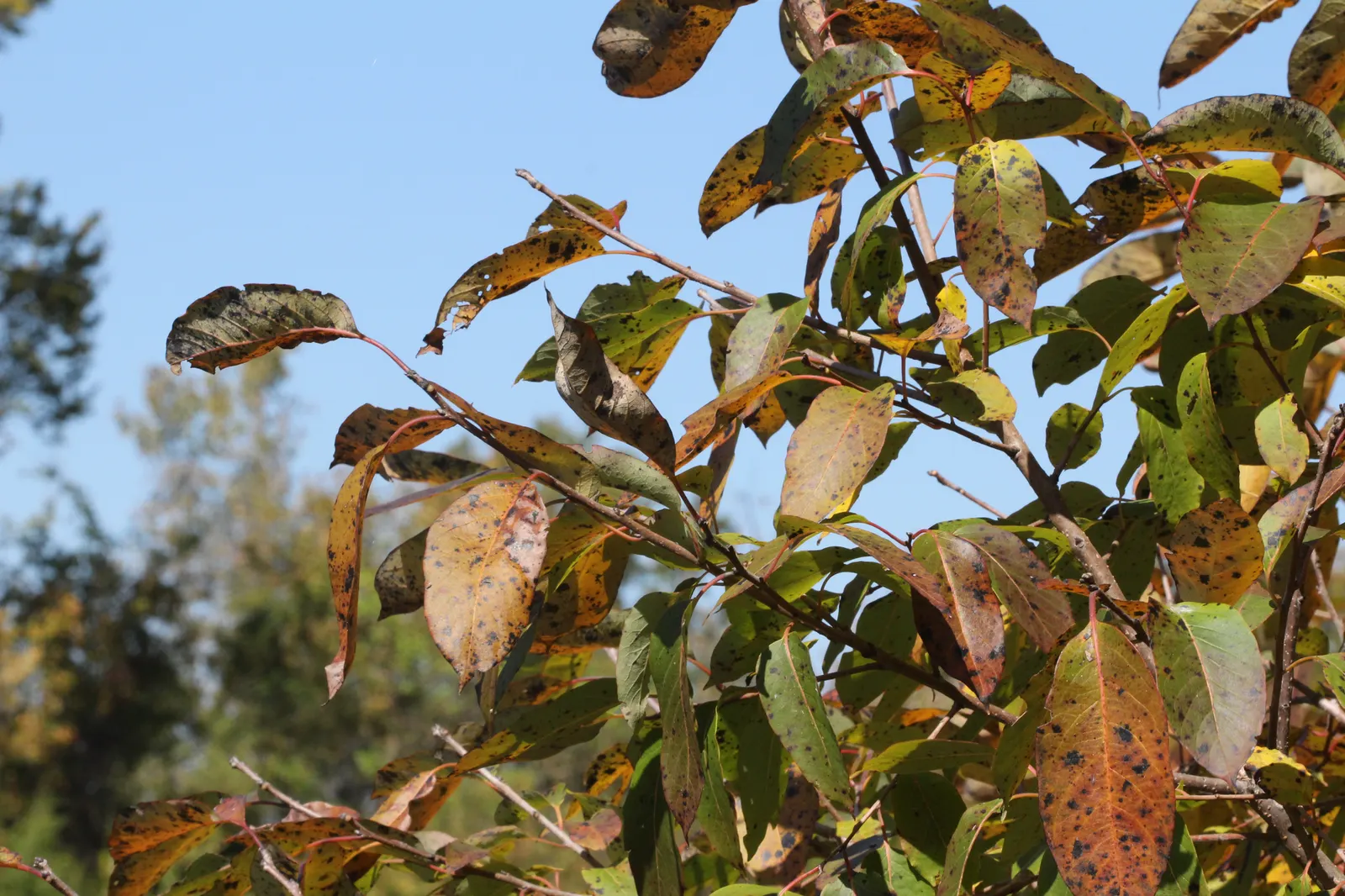 American Persimmon, Possumwood (Diospyros Virginiana) — Gardeners admire its deeply furrowed; is a native deciduous tree valued for its, image 76