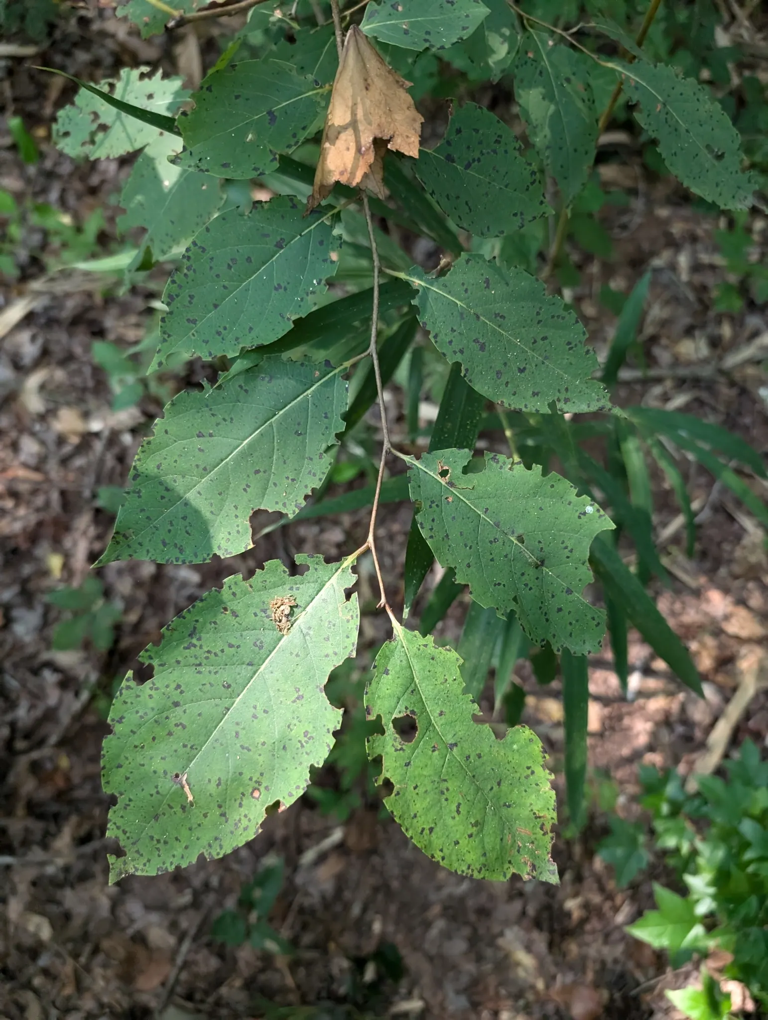 American Persimmon, Possumwood (Diospyros Virginiana) — and yellow-to-orange fruits after female tree's white flowers