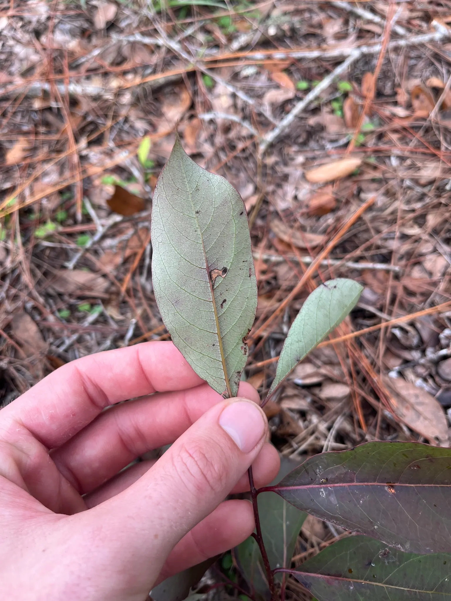 American Persimmon, Possumwood (Diospyros Virginiana) — starts out green and ripens to a deep orange
