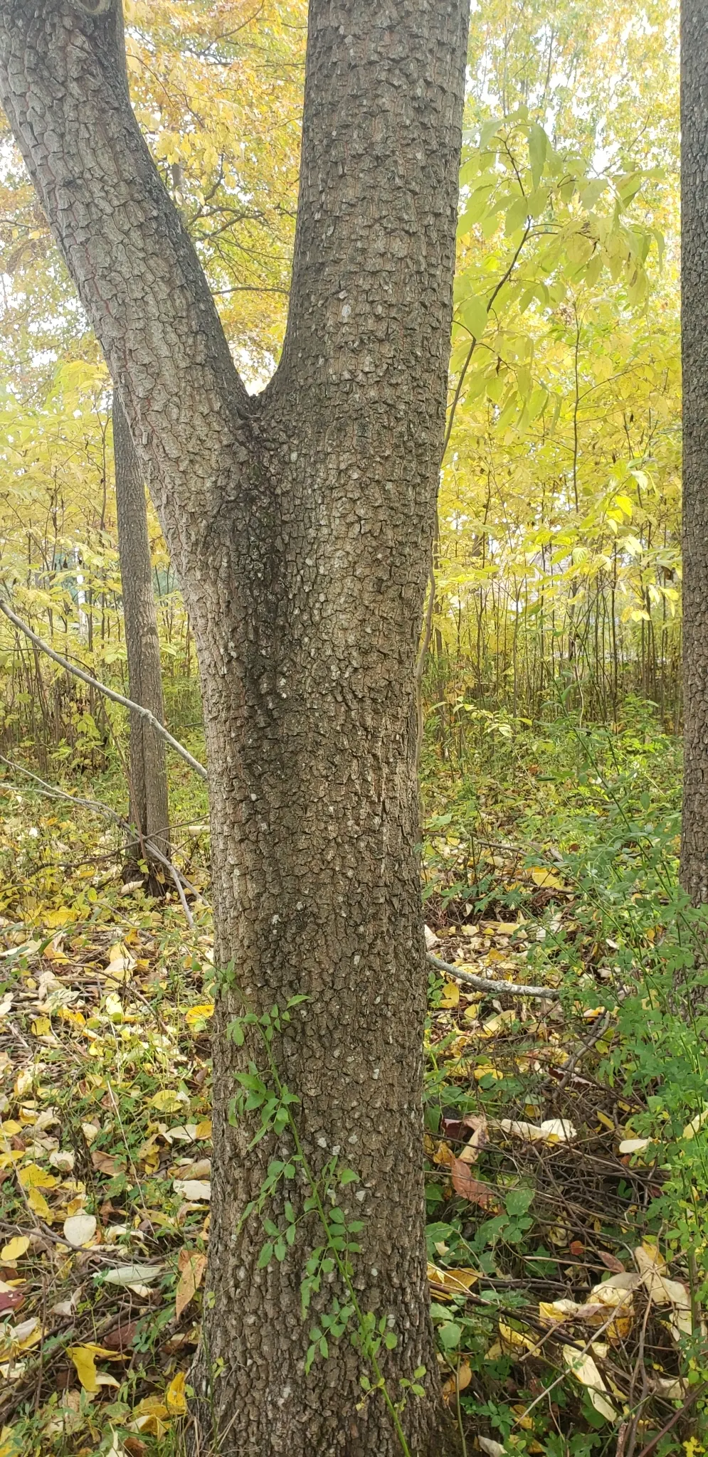 American Persimmon, Possumwood (Diospyros Virginiana) — the eponymous opossums.<br><br>Preferring well-drained soil; with a diameter of, image 87
