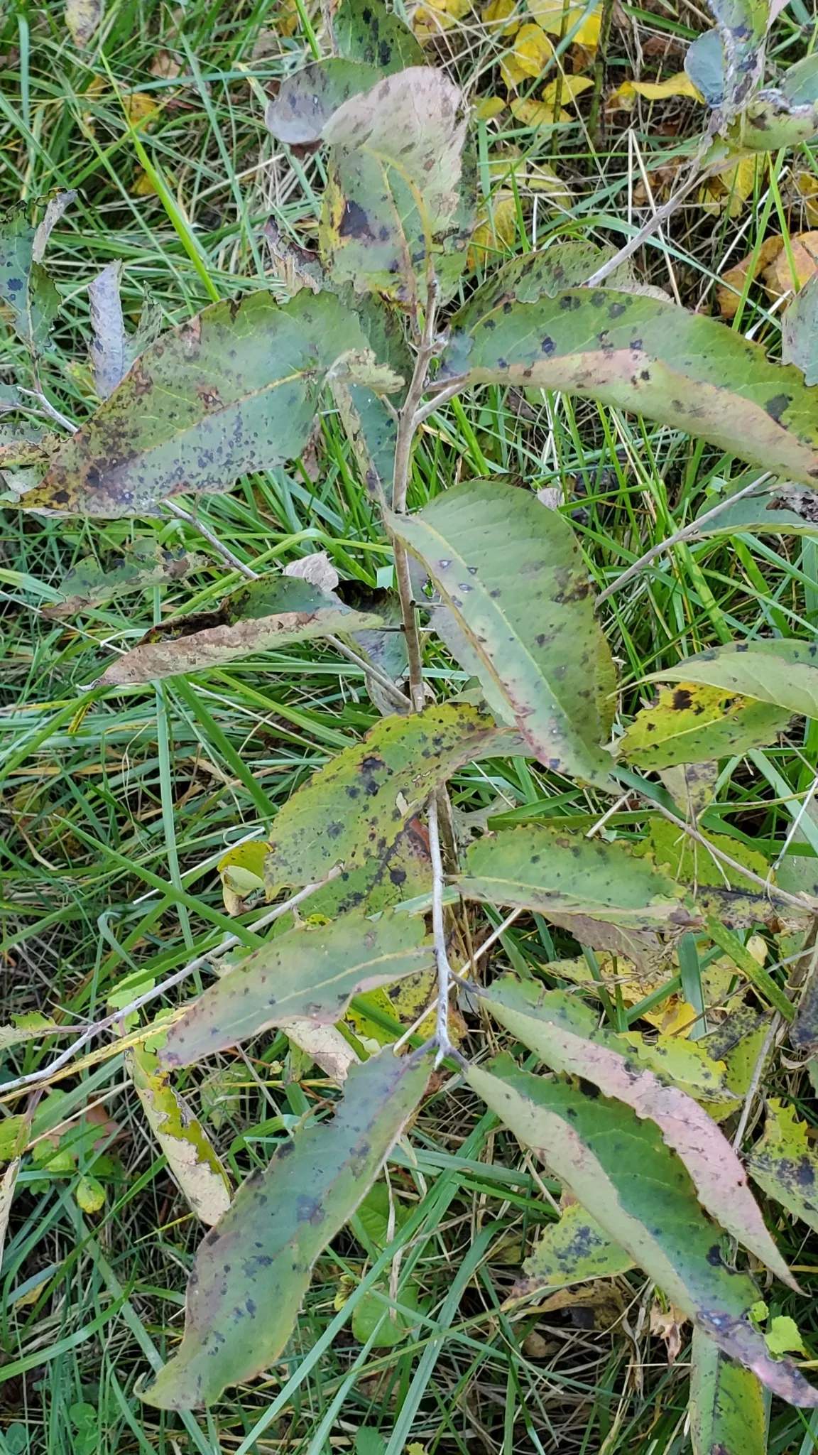 American Persimmon, Possumwood (Diospyros Virginiana) — starts out green and ripens to a deep orange; consider the tree's potential drop zone for fruit and its