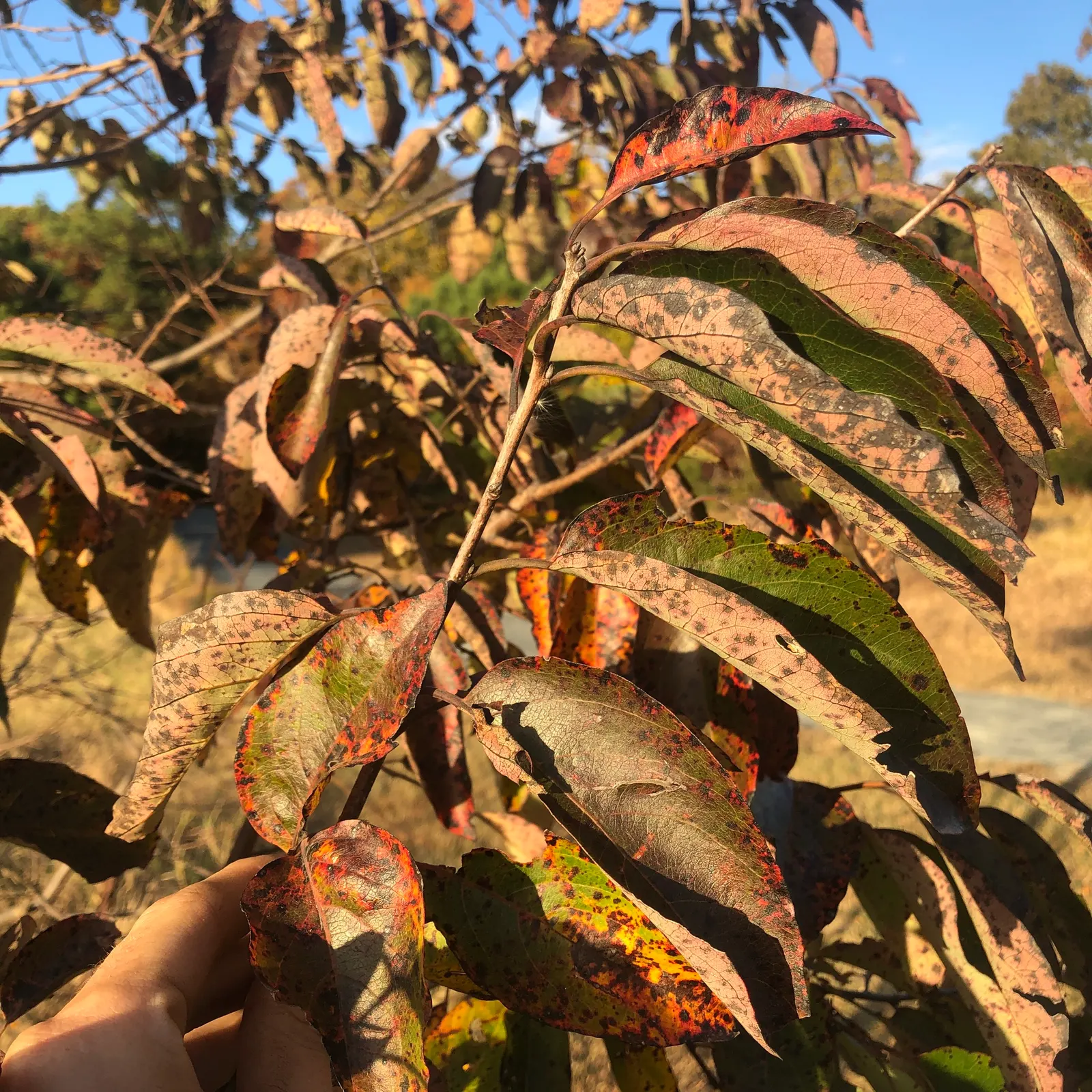 American Persimmon, Possumwood (Diospyros Virginiana) — with a similar canopy width once it reaches full maturity; diospyros virginiana is, image 106