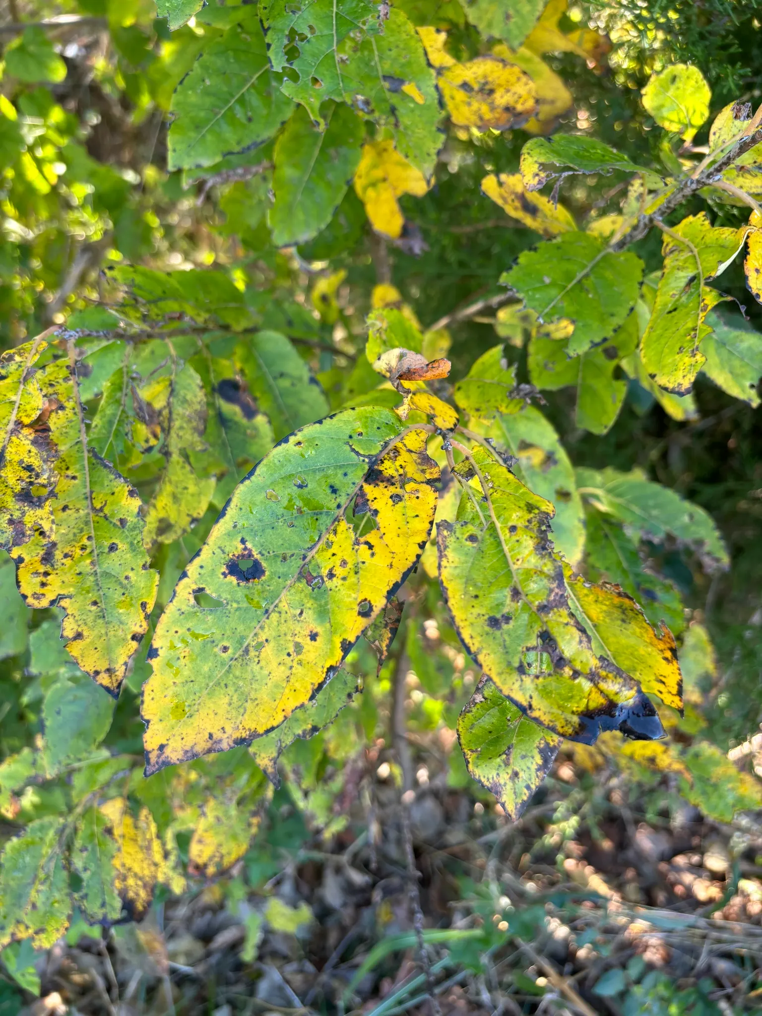 American Persimmon, Possumwood (Diospyros Virginiana) — Features distinctive blocky bark; the eponymous opossums.<br><br>Preferring well-drained, image 97
