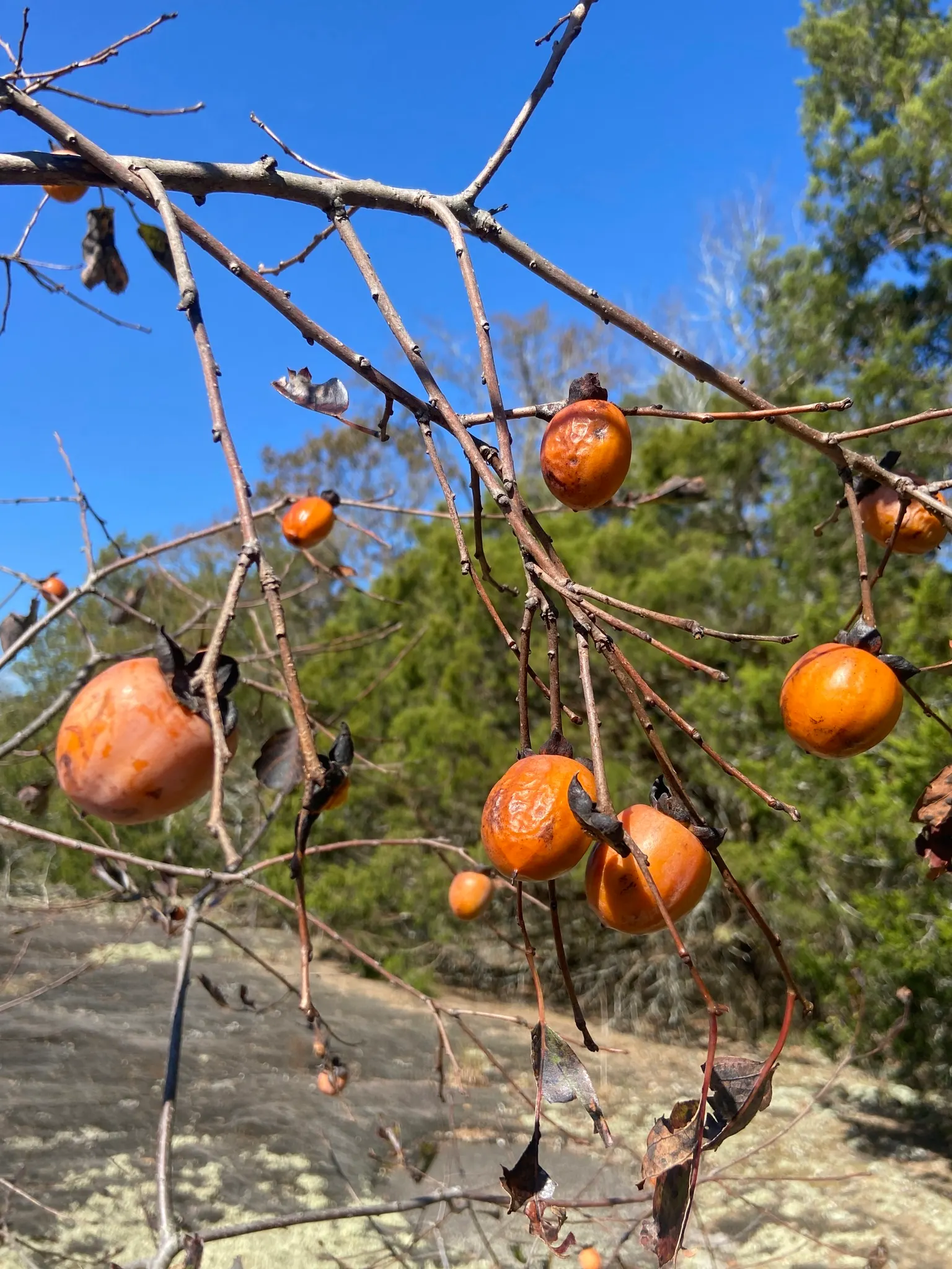 American Persimmon, Possumwood (Diospyros Virginiana) — Mature at 35-60 feet tall, with a 20-35 foot spread, it thrives in zones 4-9; starts out, image 65