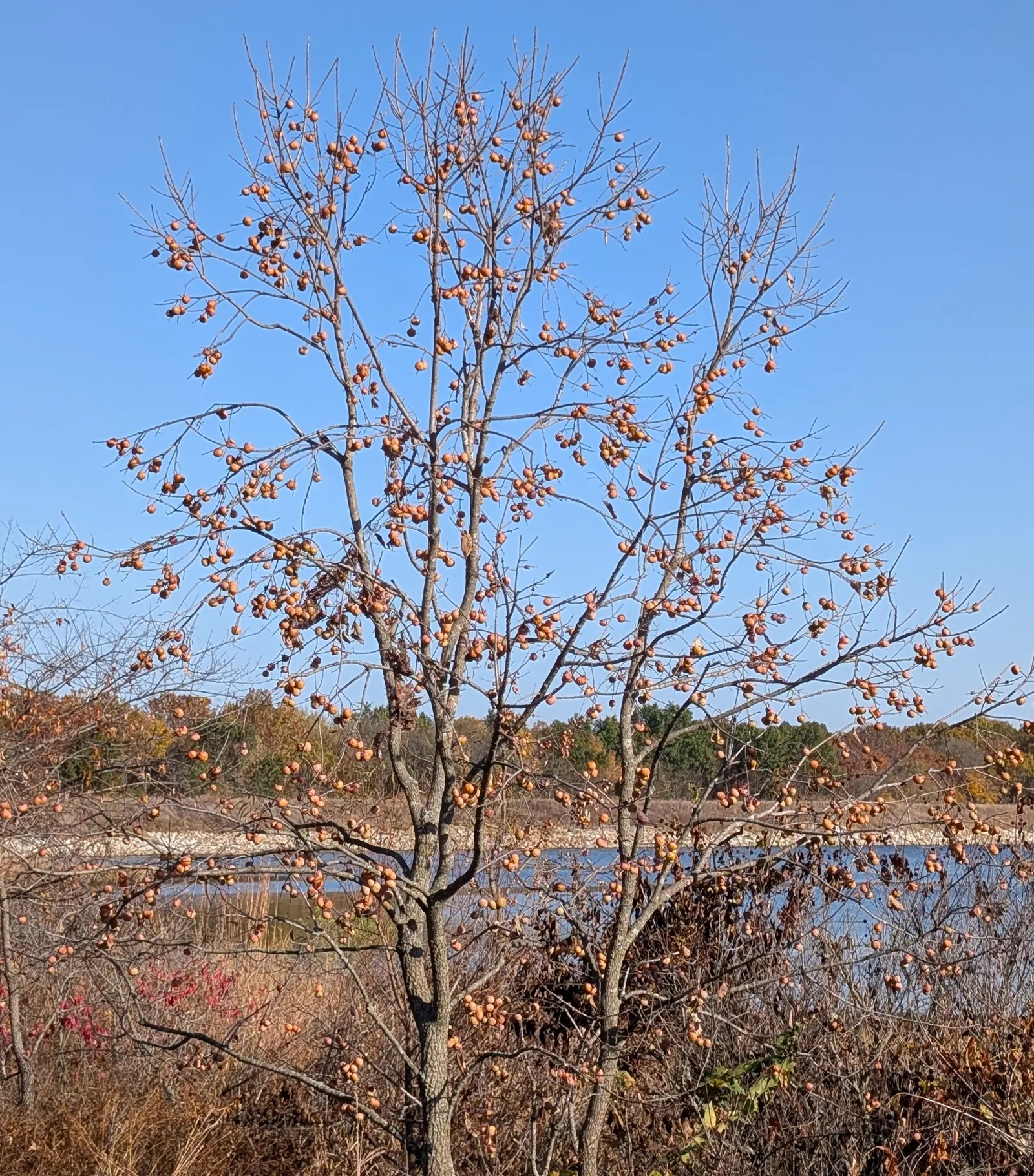 American Persimmon, Possumwood (Diospyros Virginiana) — tree for full
