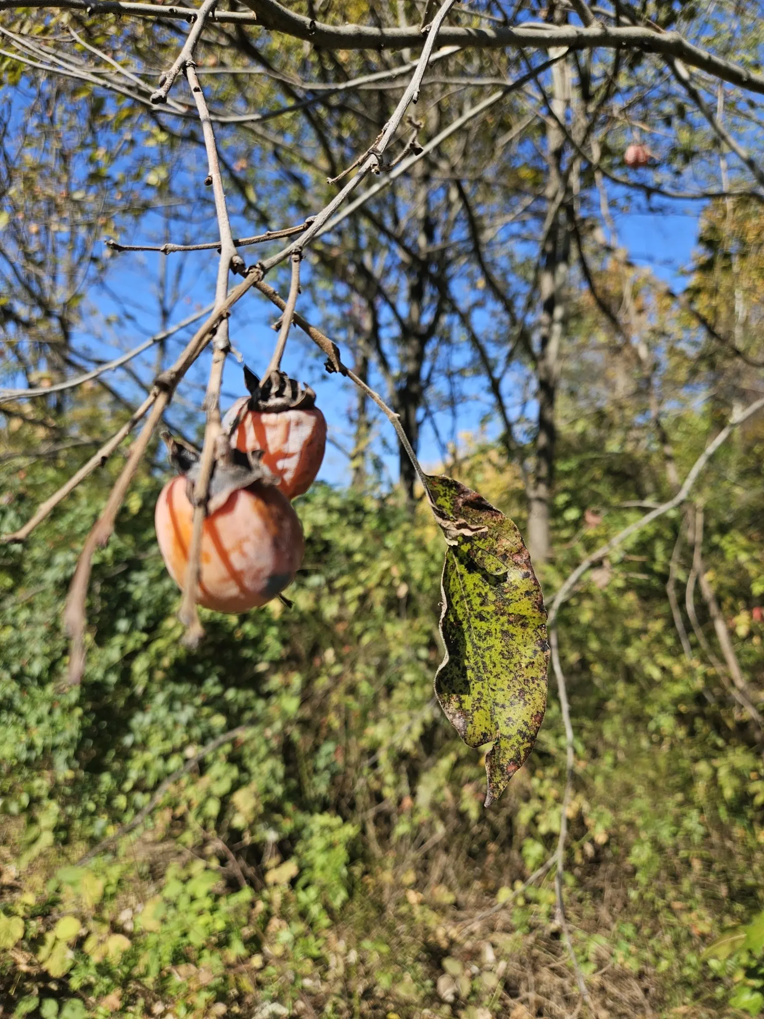 American Persimmon, Possumwood (Diospyros Virginiana) — they are notably astringent; honey-like flavor once fully mature and should only be, image 114