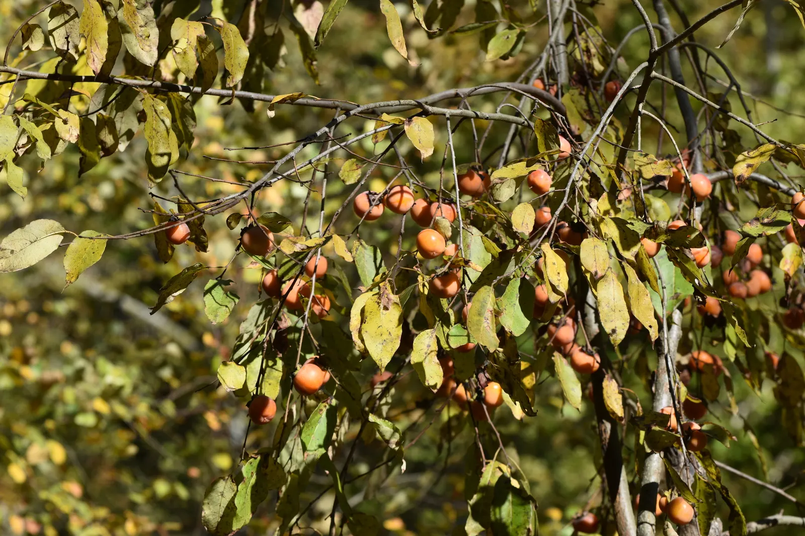 American Persimmon, Possumwood (Diospyros Virginiana) — and yellow-to-orange fruits after female tree's white flowers; american Persimmon, image 98