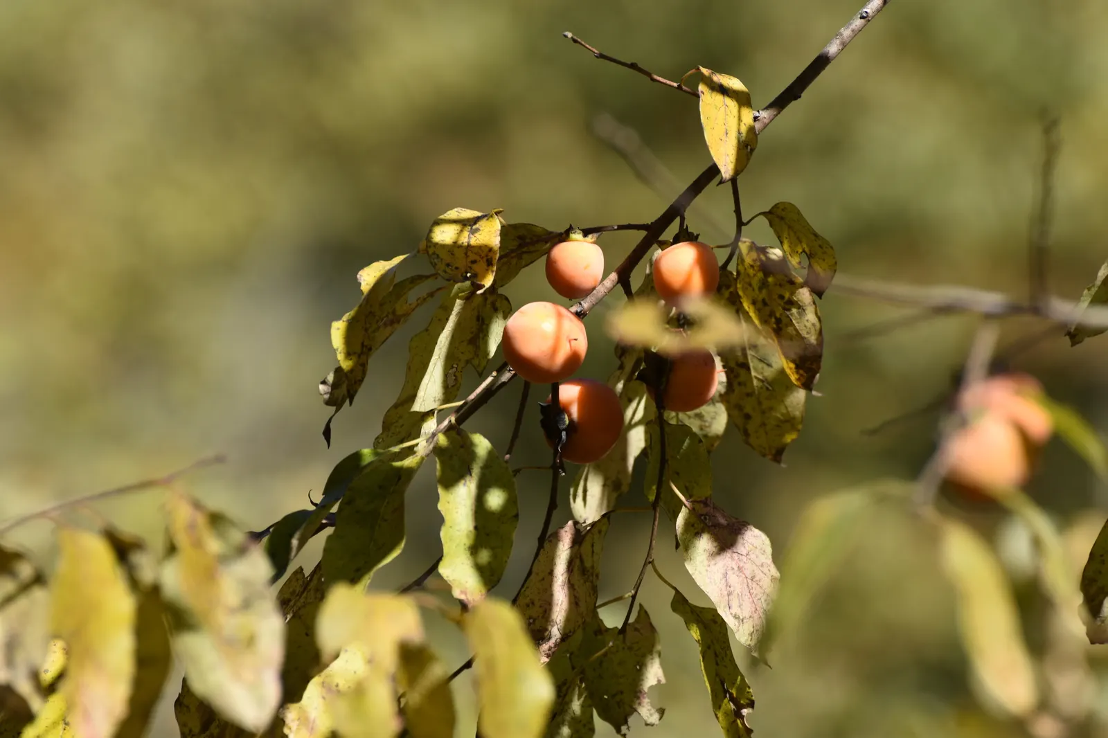 American Persimmon, Possumwood (Diospyros Virginiana) — Fruit is edible when soft, attracting birds and mammals