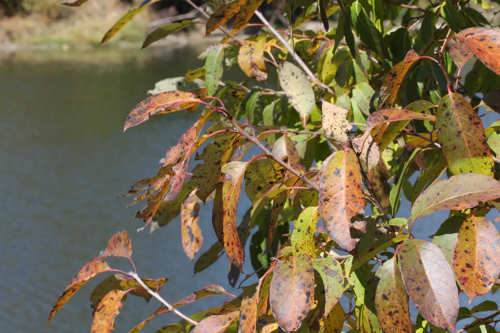 American Persimmon, Possumwood (Diospyros Virginiana) — commonly found throughout the Eastern United States