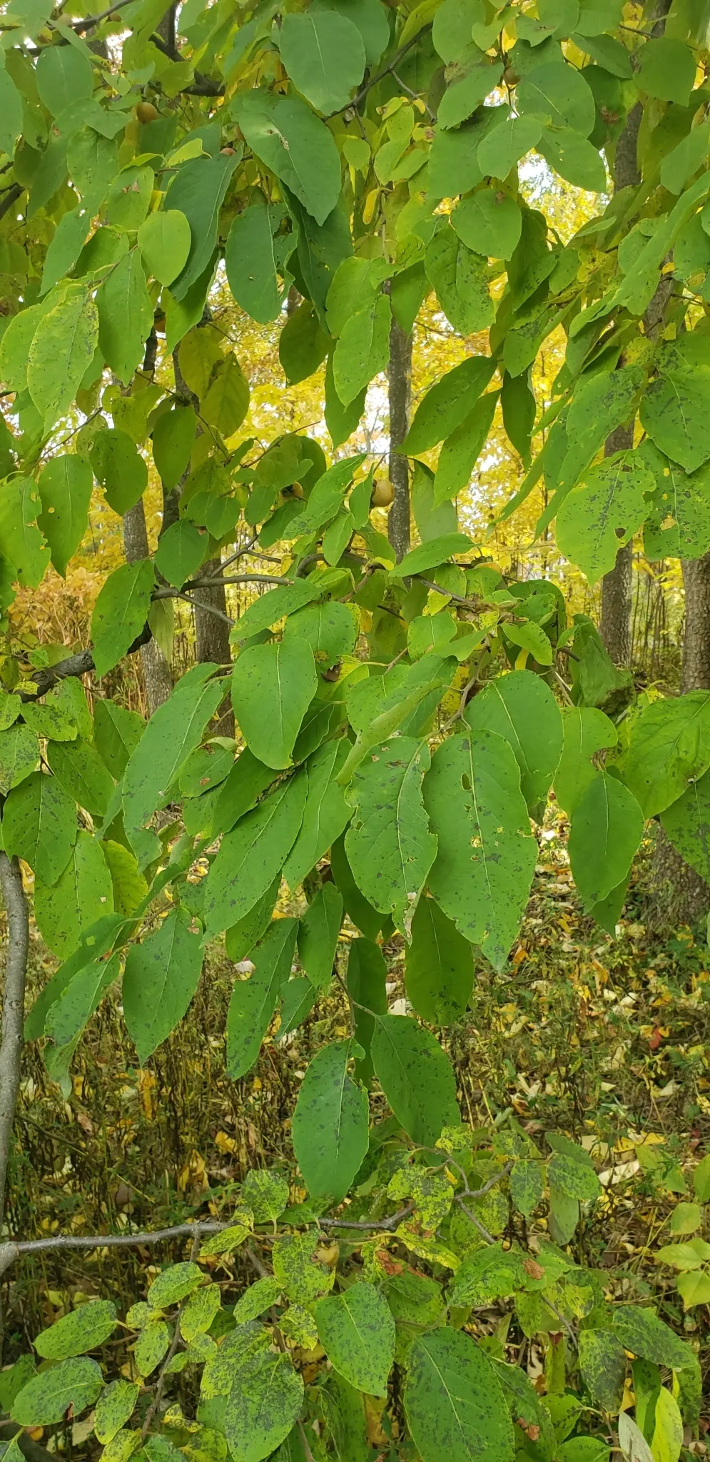 American Persimmon, Possumwood (Diospyros Virginiana) — the eponymous opossums.<br><br>Preferring well-drained soil