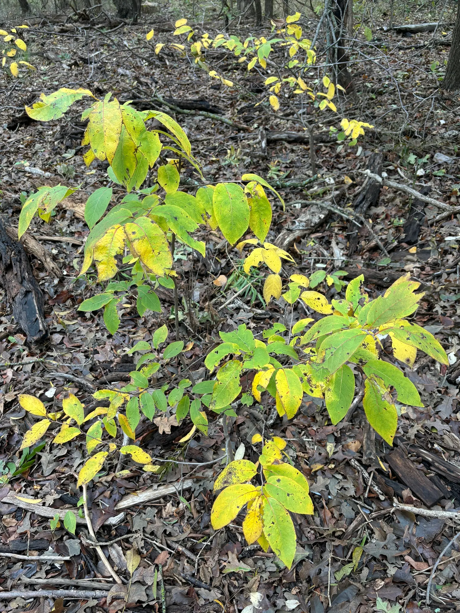 American Persimmon, Possumwood (Diospyros Virginiana) — is a native deciduous tree valued for its adaptability and wildlife benefits; commonly, image 64