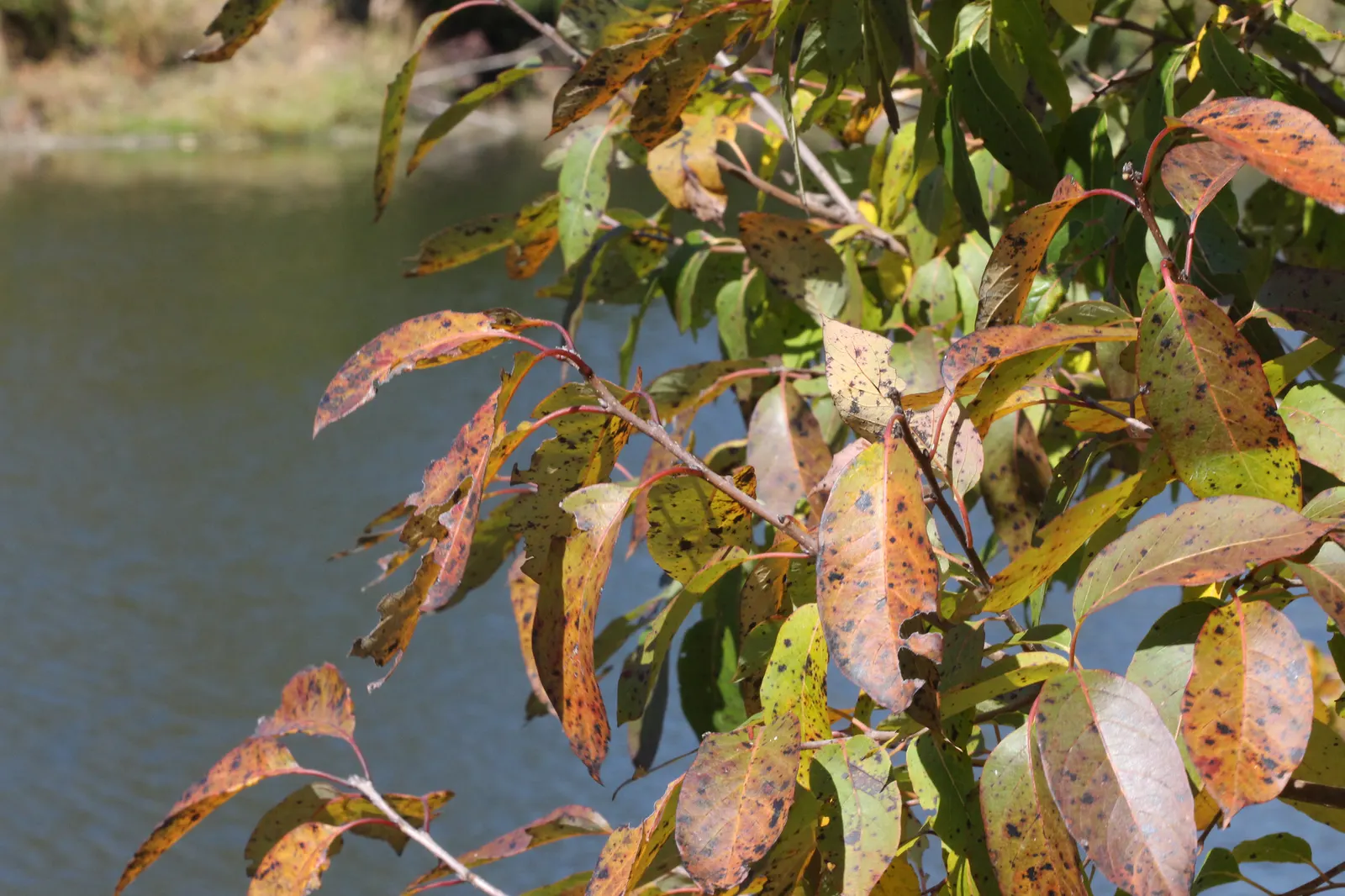American Persimmon, Possumwood (Diospyros Virginiana) — with a diameter of approximately 1 to 2 inches; especially in puddings and jams