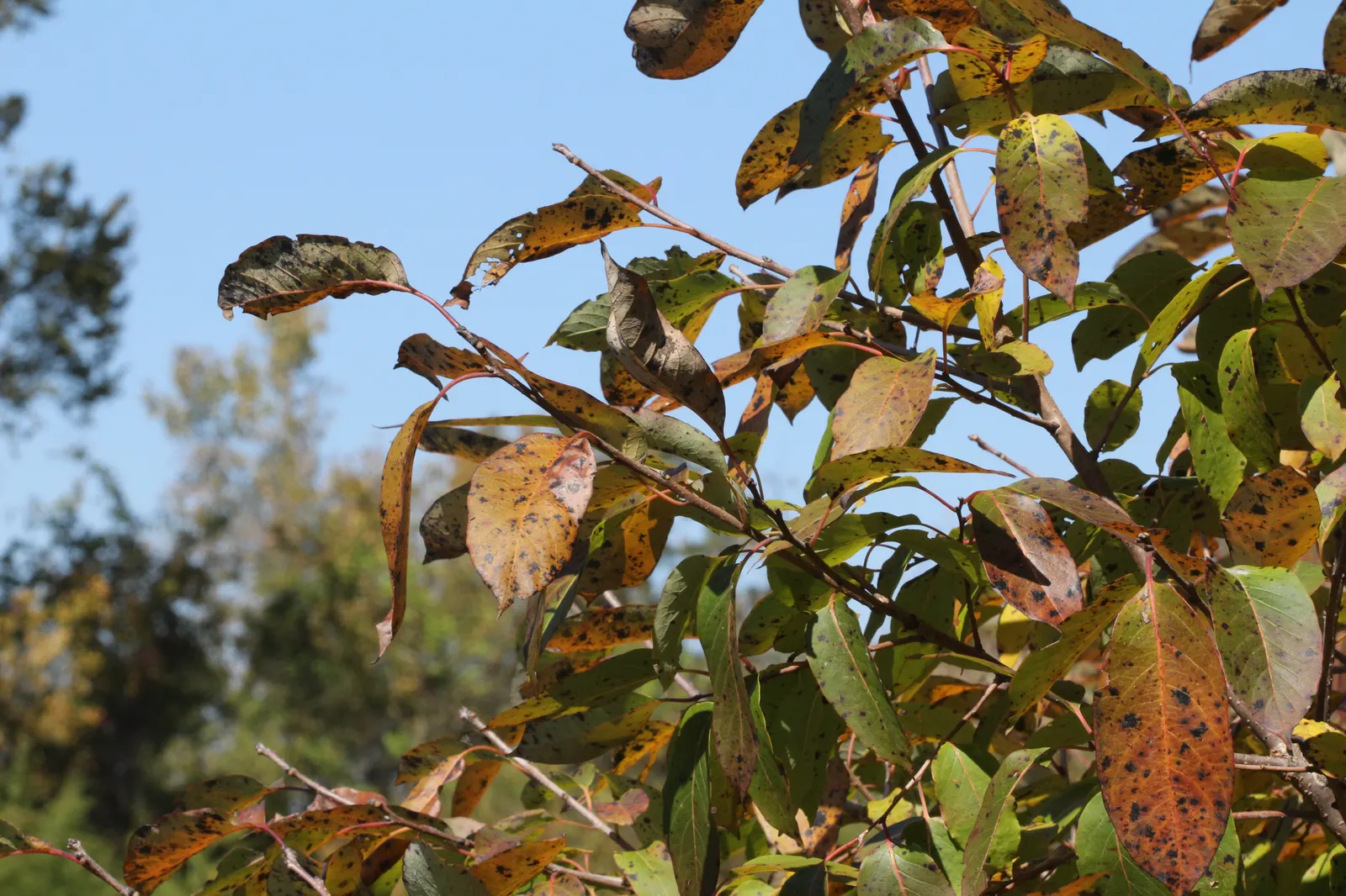 American Persimmon, Possumwood (Diospyros Virginiana) — but also attract diverse wildlife such as birds