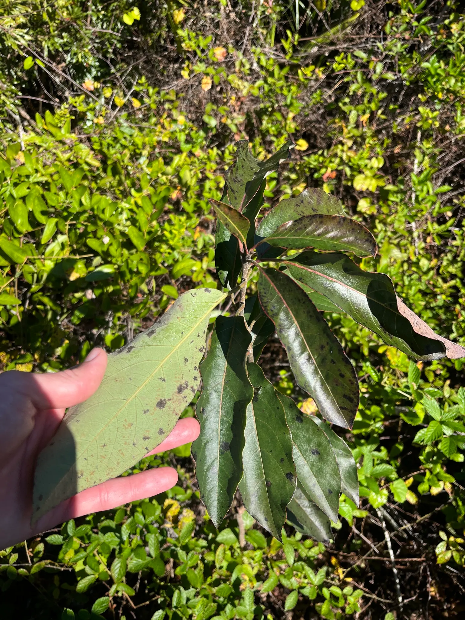 American Persimmon, Possumwood (Diospyros Virginiana) — Diospyros virginiana is drought-tolerant upon establishment and requires full sun to, image 57