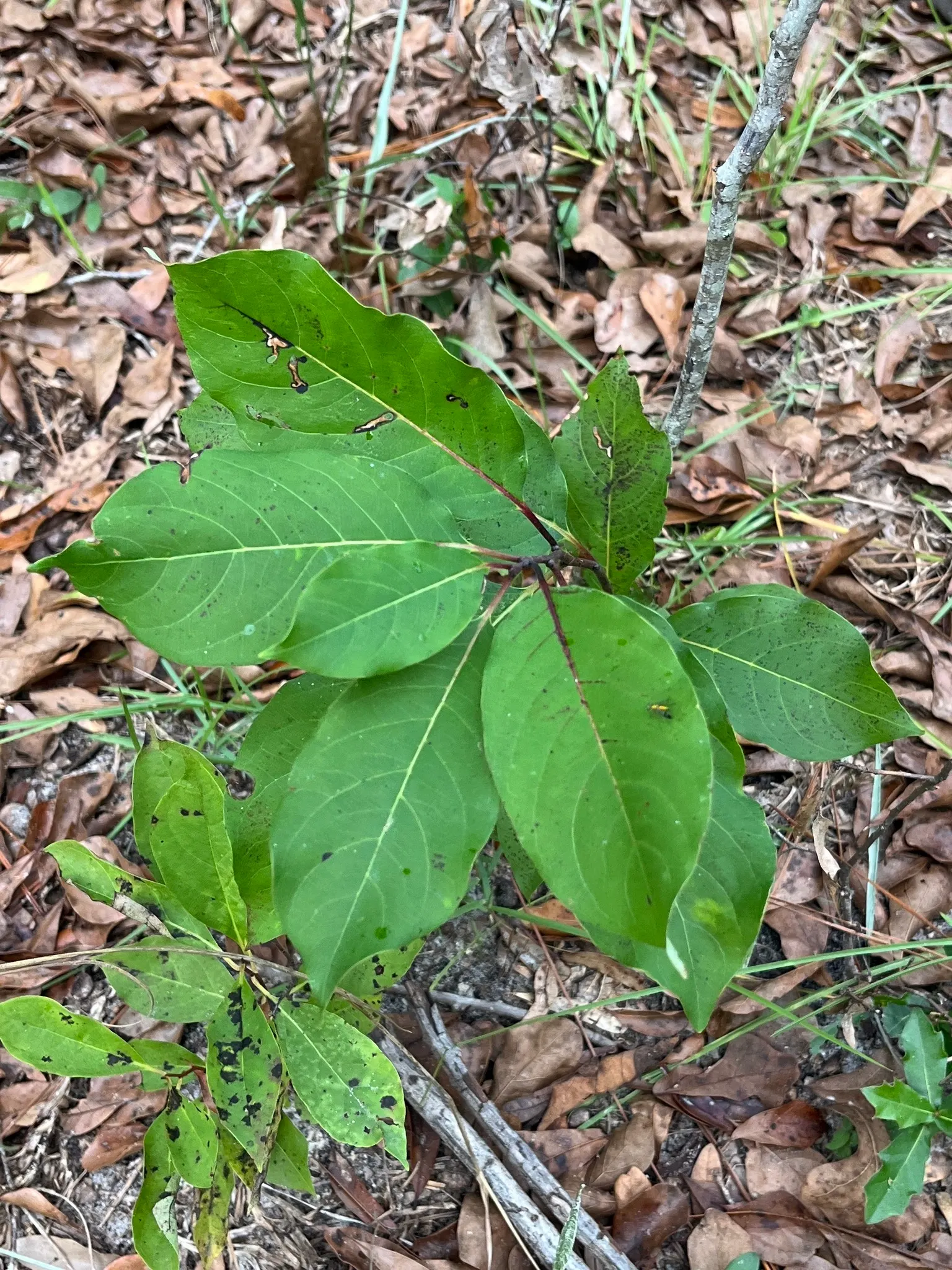 American Persimmon, Possumwood (Diospyros Virginiana) — Gardeners admire its deeply furrowed; is a native deciduous tree valued for its adaptability and