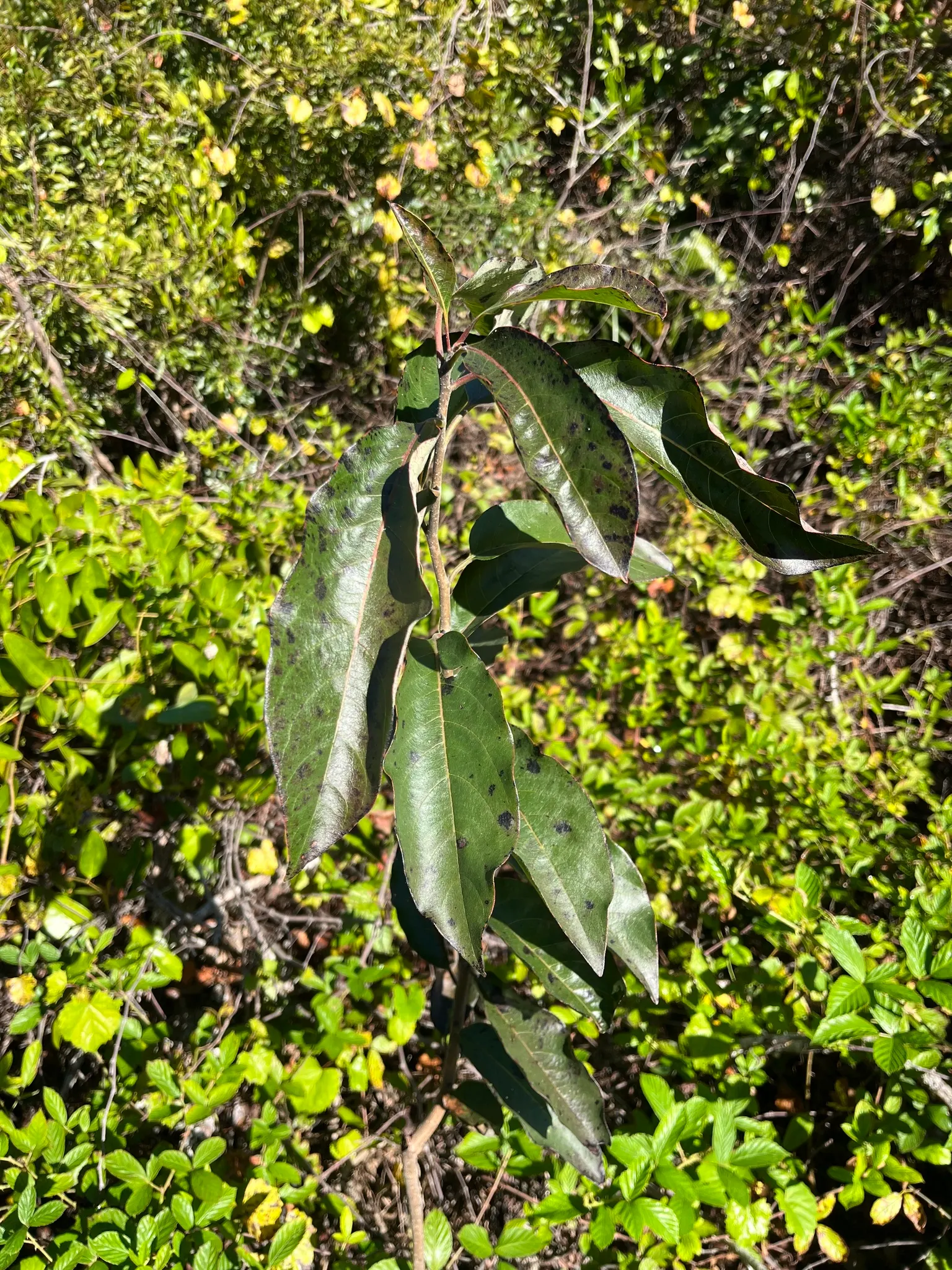 American Persimmon, Possumwood (Diospyros Virginiana) — grows moderately to a height between 35 to 60 feet; these persimmons possess a sweet, image 74