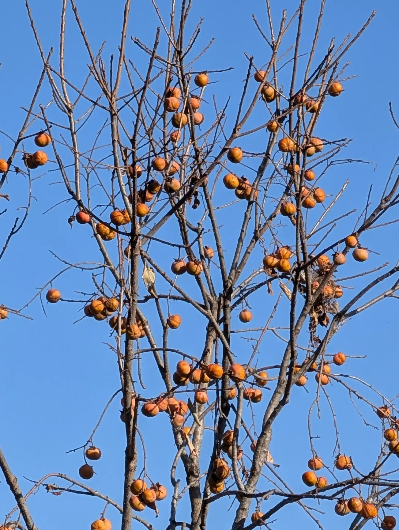 American Persimmon, Possumwood (Diospyros Virginiana) — with a similar canopy width once it reaches full maturity; diospyros virginiana is, image 75