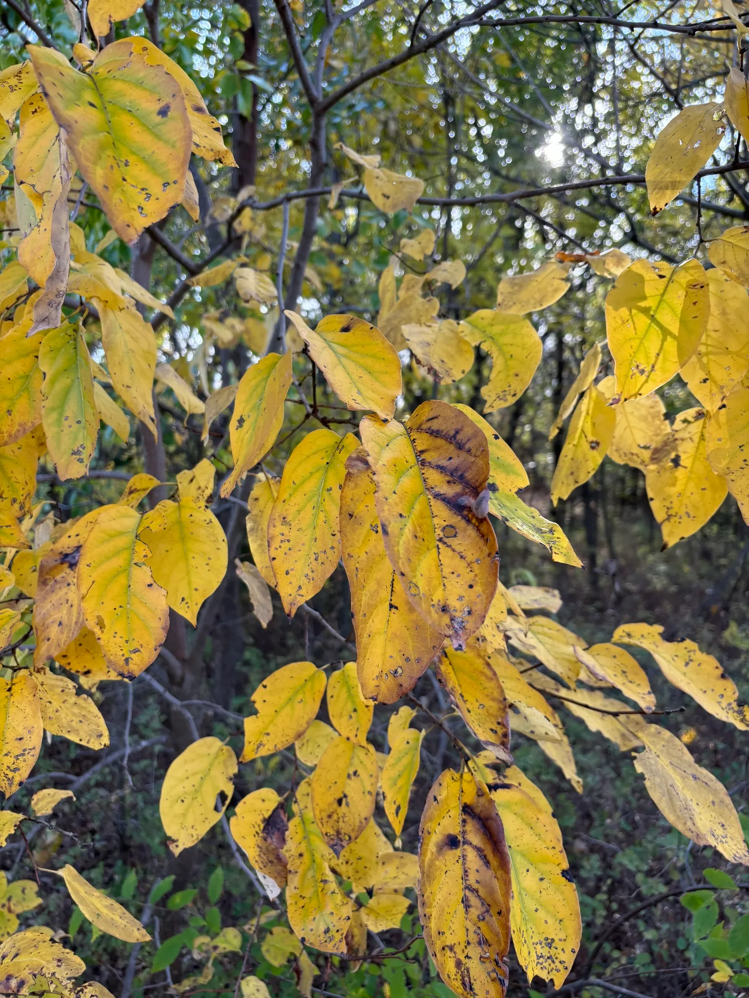 American Persimmon, Possumwood (Diospyros Virginiana) — Prefers full sun to partial shade and well-drained soils; gray to black bark and its lustrous green