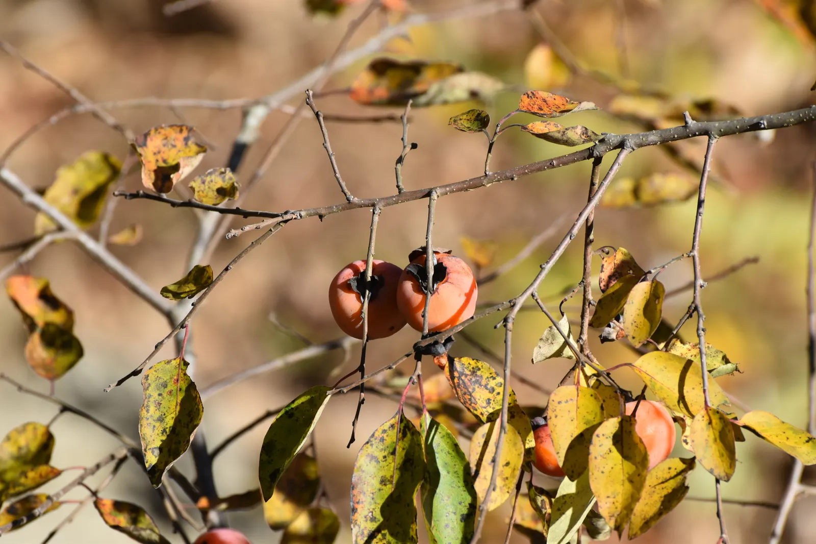 American Persimmon, Possumwood (Diospyros Virginiana) — but also attract diverse wildlife such as birds; this deciduous native tree, image 86