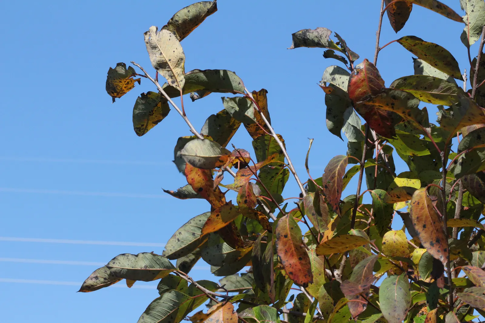 American Persimmon, Possumwood (Diospyros Virginiana) — and purple in autumn.<br><br>Its distinctive fruit, image 109
