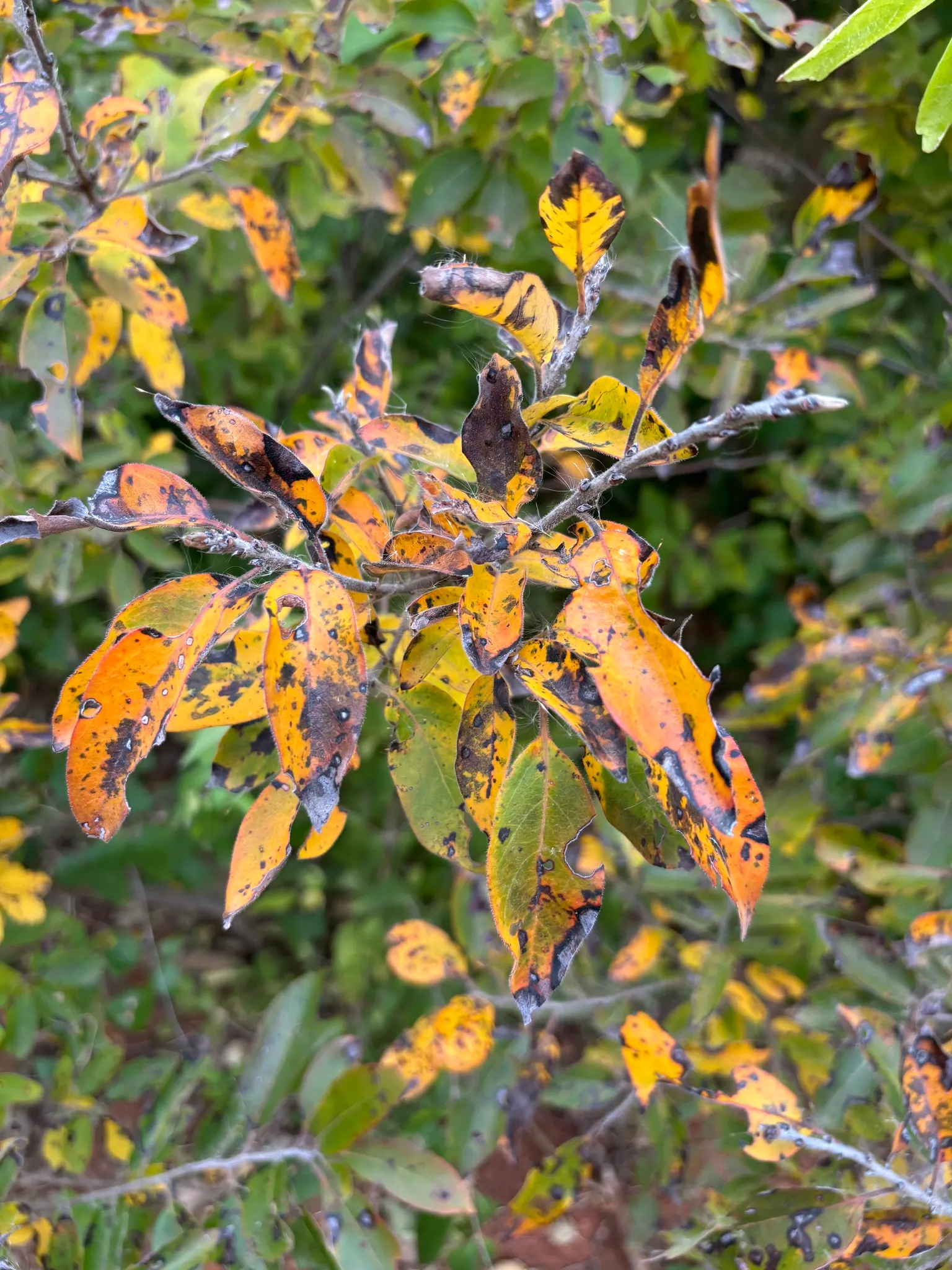 American Persimmon, Possumwood (Diospyros Virginiana) — Mature at 35-60 feet tall, with a 20-35 foot spread, it thrives in zones 4-9