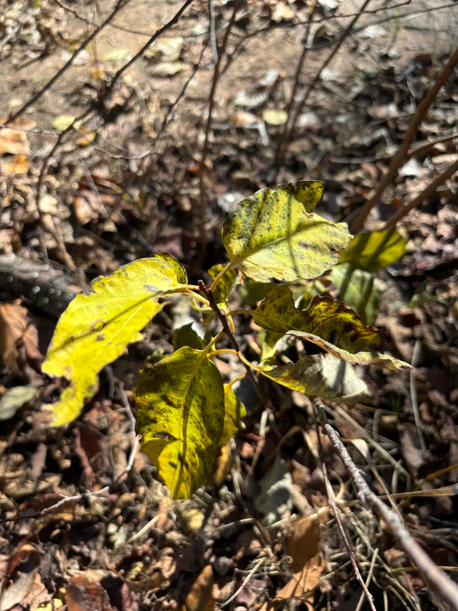 American Persimmon, Possumwood (Diospyros Virginiana) — especially in puddings and jams; mature at 35-60 feet tall, with a 20-35 foot spread, it thrives in