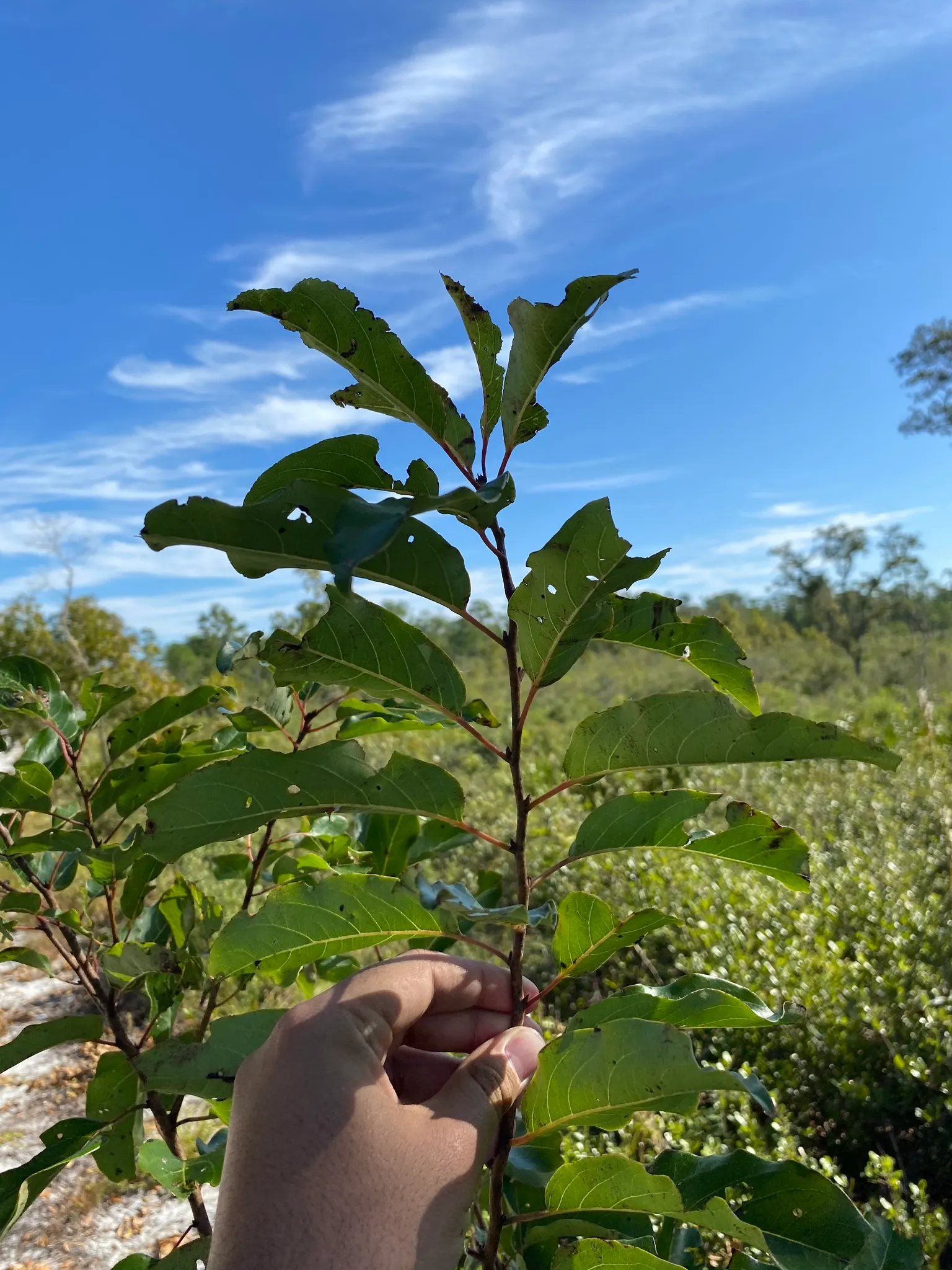 American Persimmon, Possumwood (Diospyros Virginiana) — especially in puddings and jams; mature at 35-60 feet tall, with a 20-35 foot spread, it, image 116