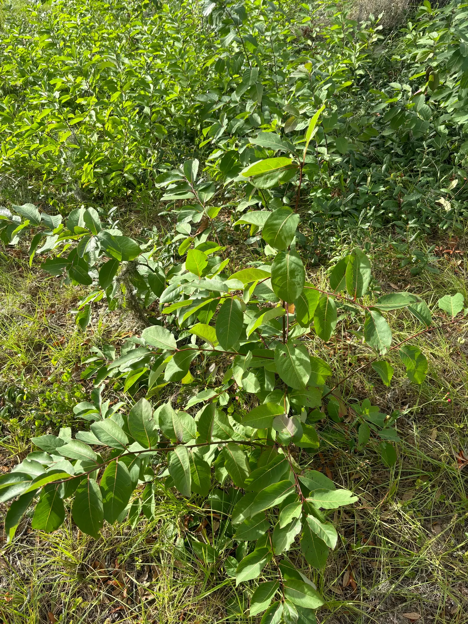 American Persimmon, Possumwood (Diospyros Virginiana) — tree for full; given its deep taproot, ensure it is planted where it can remain undisturbed