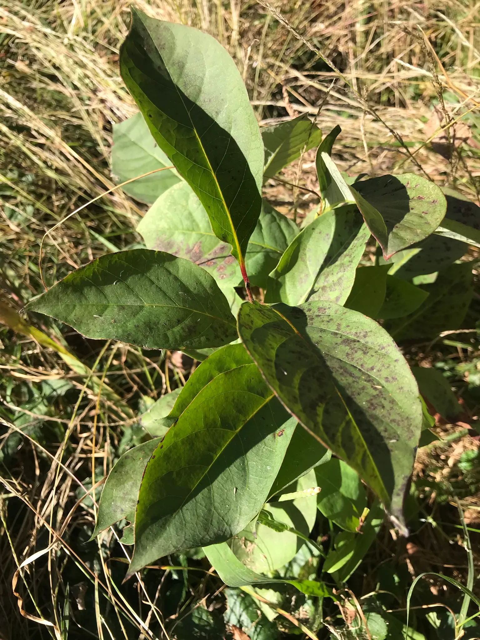 American Persimmon, Possumwood (Diospyros Virginiana) — These persimmons possess a sweet