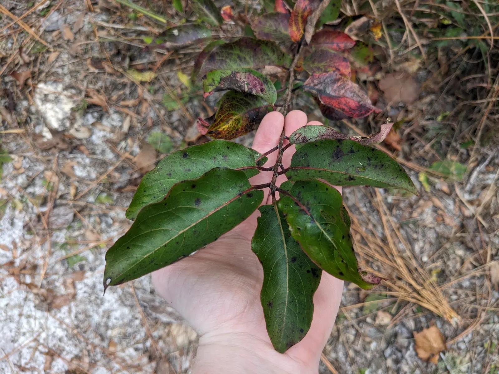 American Persimmon, Possumwood (Diospyros Virginiana) — American Persimmon (Diospyros virginiana); features distinctive blocky bark, image 63