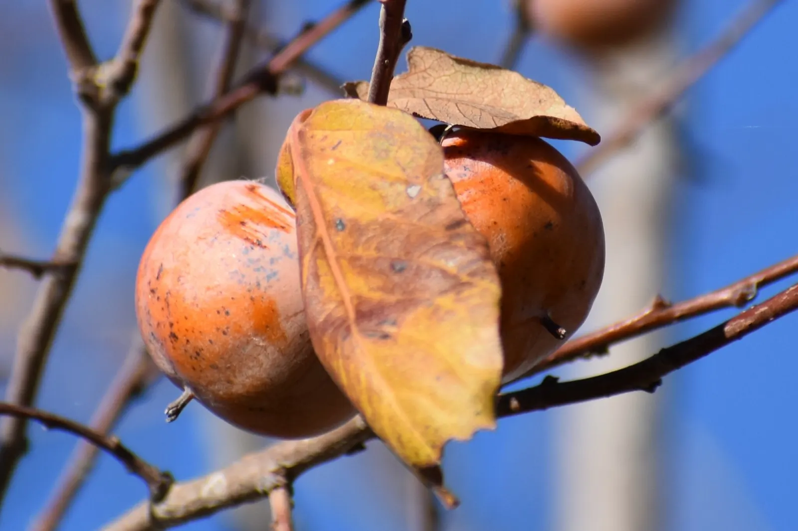 American Persimmon, Possumwood (Diospyros Virginiana) — commonly found throughout the Eastern United States; grows moderately to a height between 35 to 60 feet
