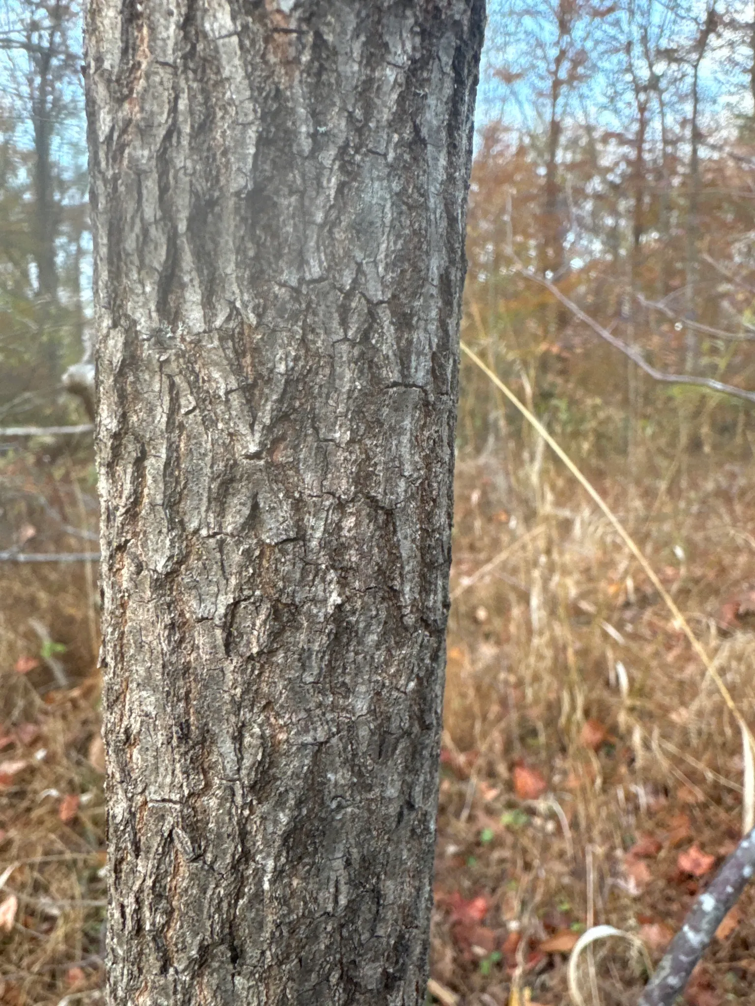 American Persimmon, Possumwood (Diospyros Virginiana) — with a diameter of approximately 1 to 2 inches