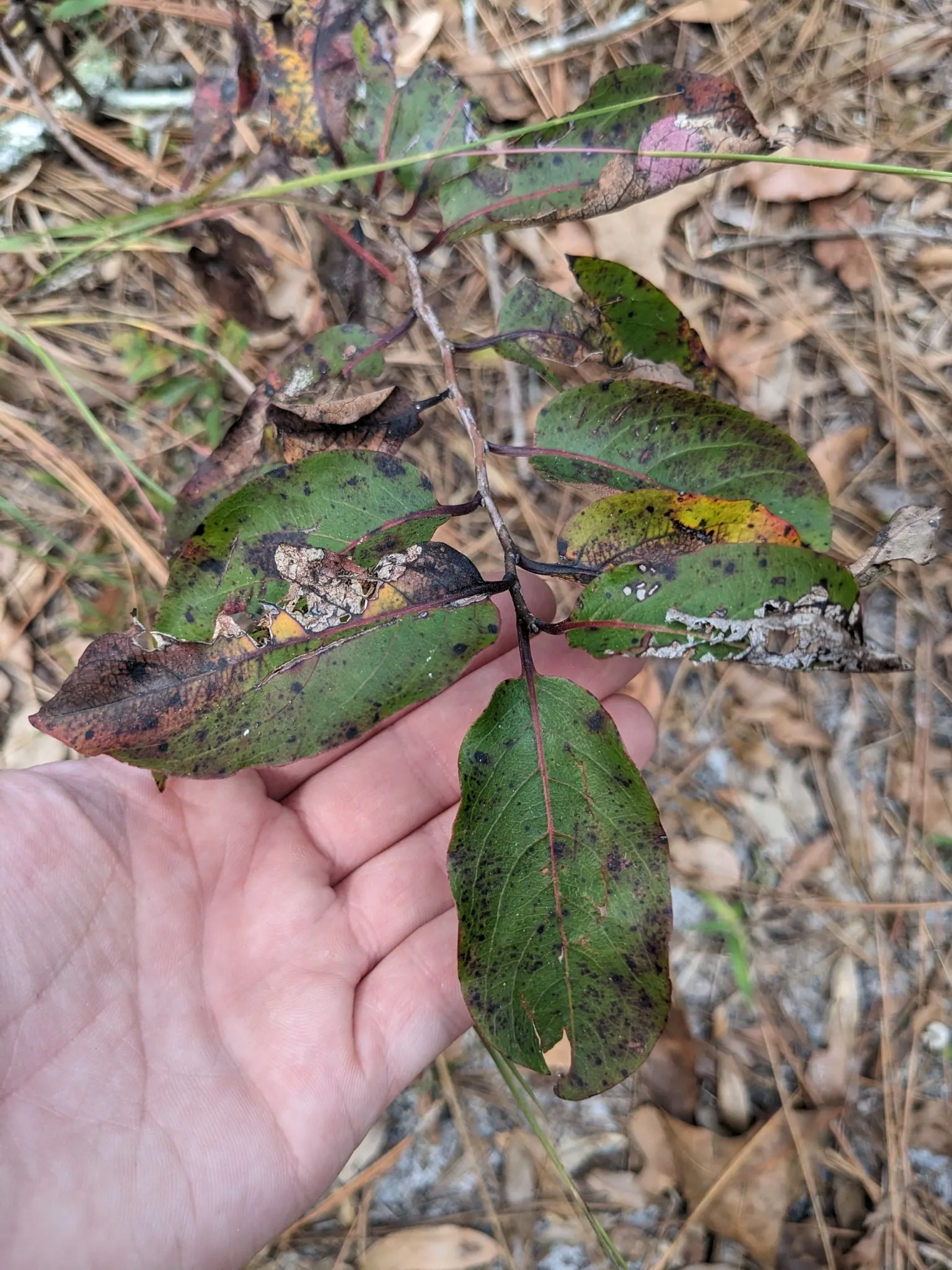 American Persimmon, Possumwood (Diospyros Virginiana) — The fruits are not only a culinary delight; noteworthy is its zoning resiliency, as it can, image 115
