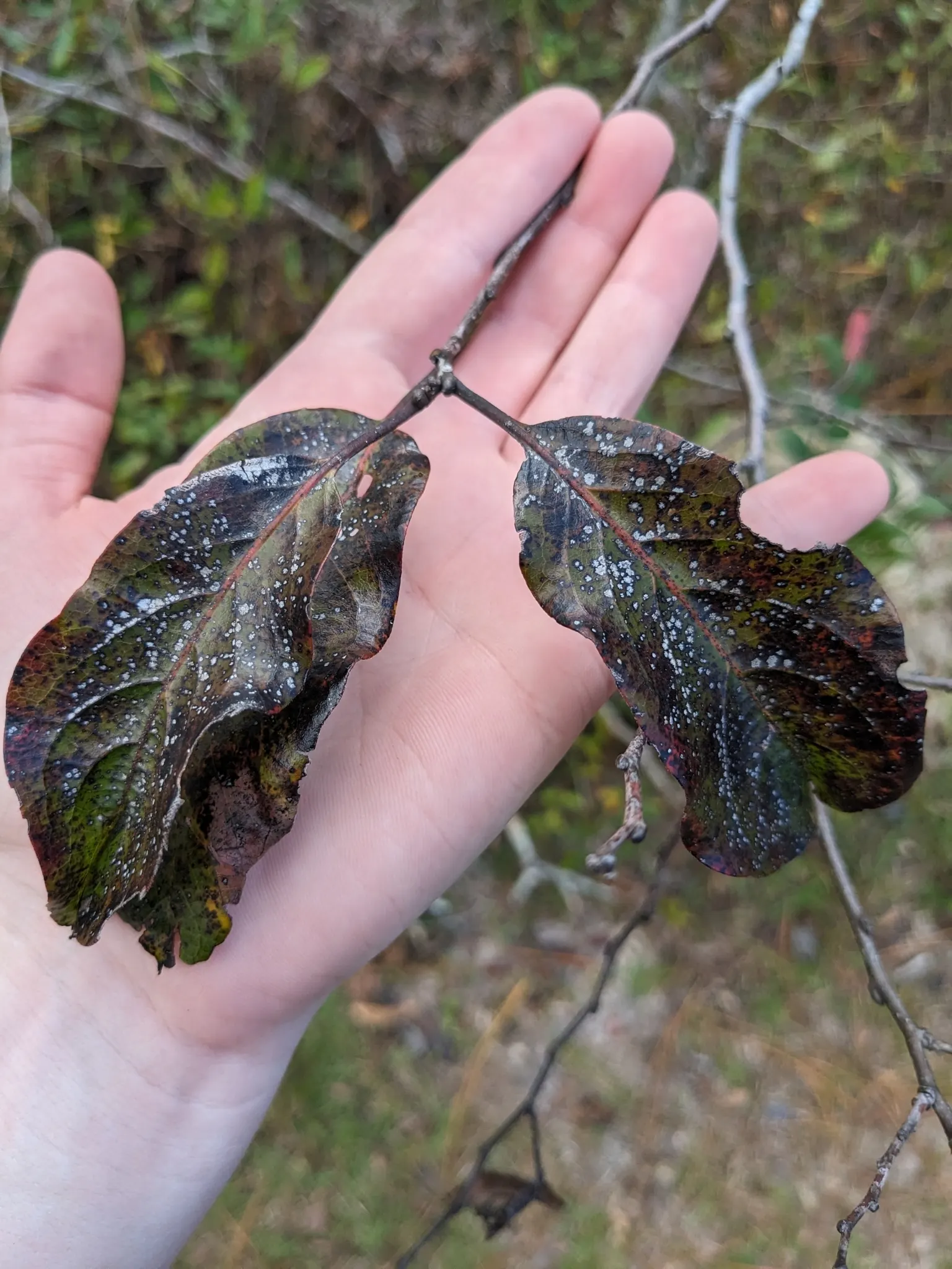 American Persimmon, Possumwood (Diospyros Virginiana) — American Persimmon (Diospyros virginiana); features distinctive blocky bark