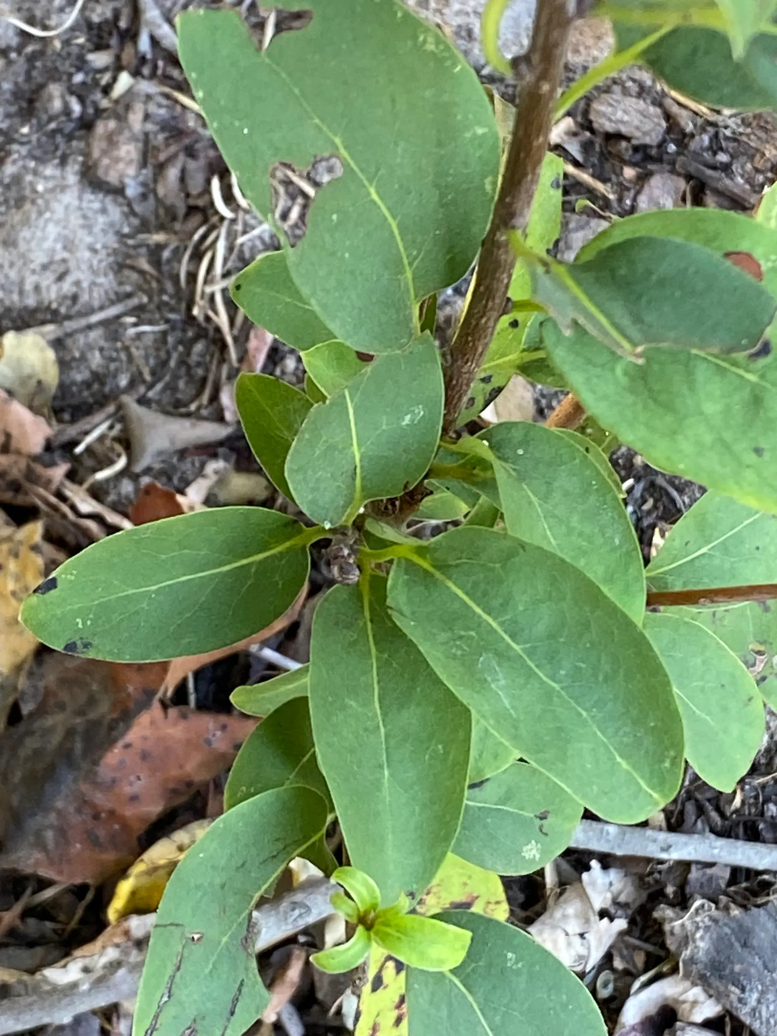 American Persimmon, Possumwood (Diospyros Virginiana) — consider the tree's potential drop zone for fruit and its modestly spreading canopy; they are notably