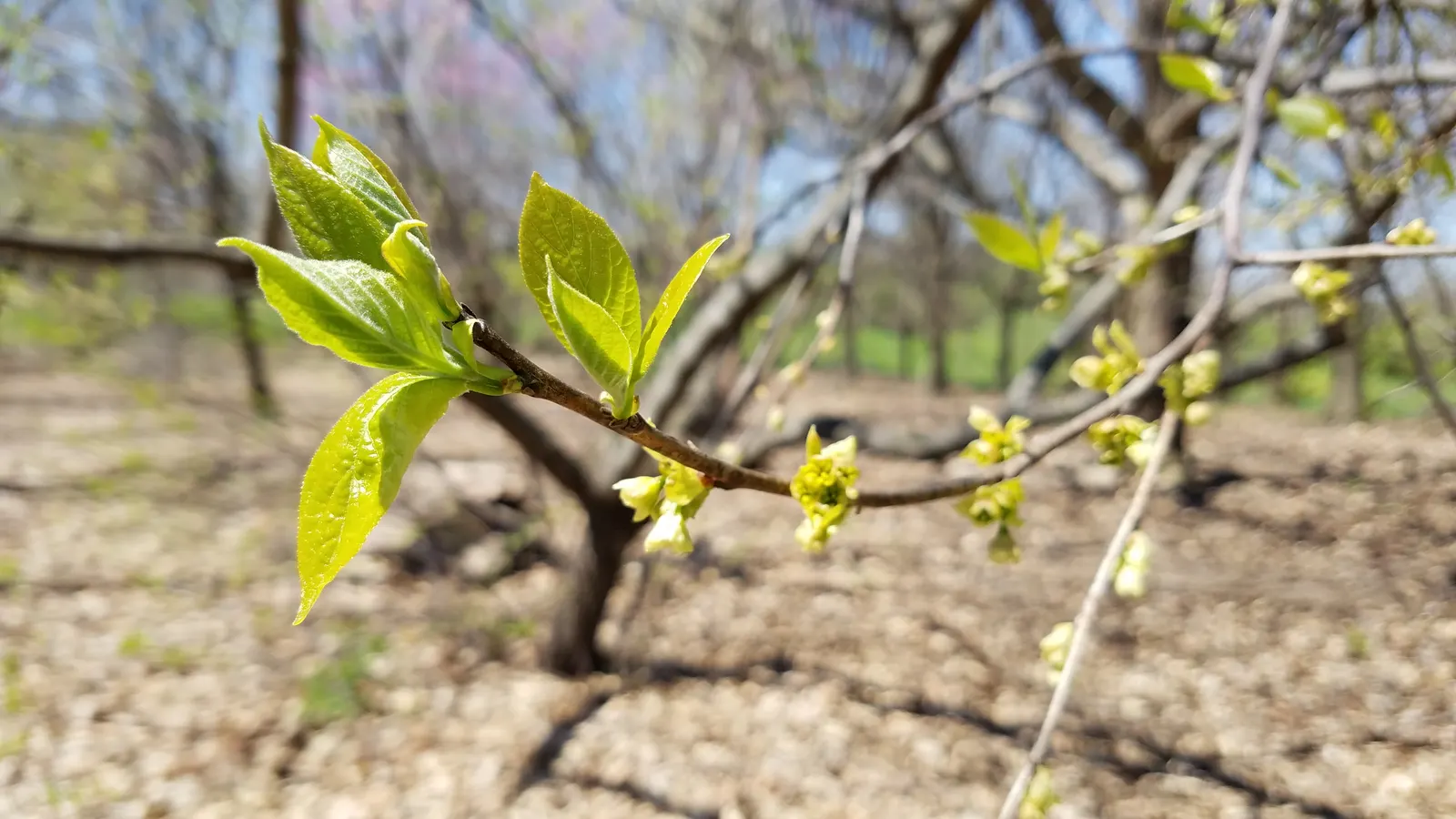 American Persimmon, Possumwood (Diospyros Virginiana) — Gardeners admire its deeply furrowed; is a native deciduous tree valued for its, image 107