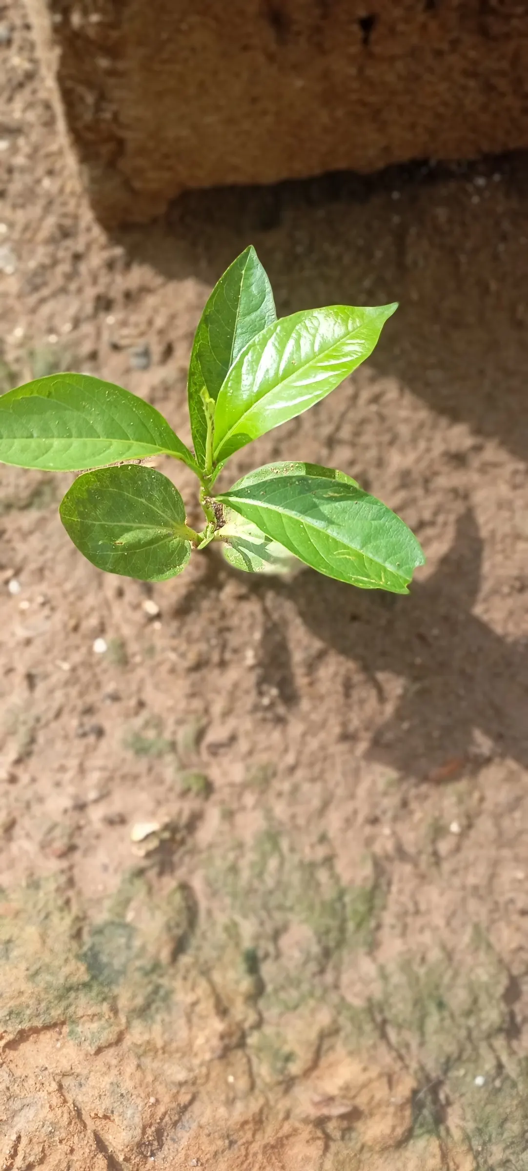 American Persimmon, Possumwood (Diospyros Virginiana) — with a diameter of approximately 1 to 2 inches; especially in puddings and jams, image 79