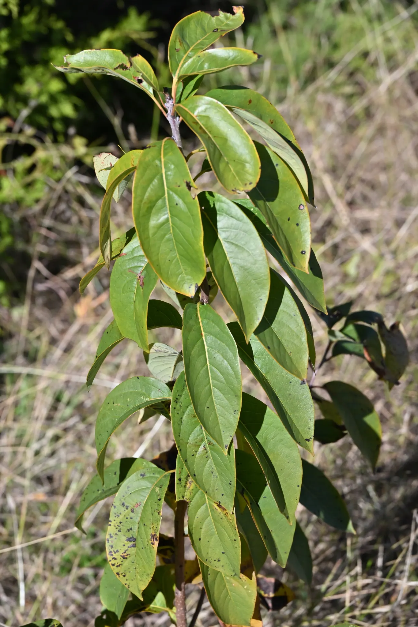 American Persimmon, Possumwood (Diospyros Virginiana) — the eponymous opossums.<br><br>Preferring well-drained soil; with a diameter of approximately 1 to 2