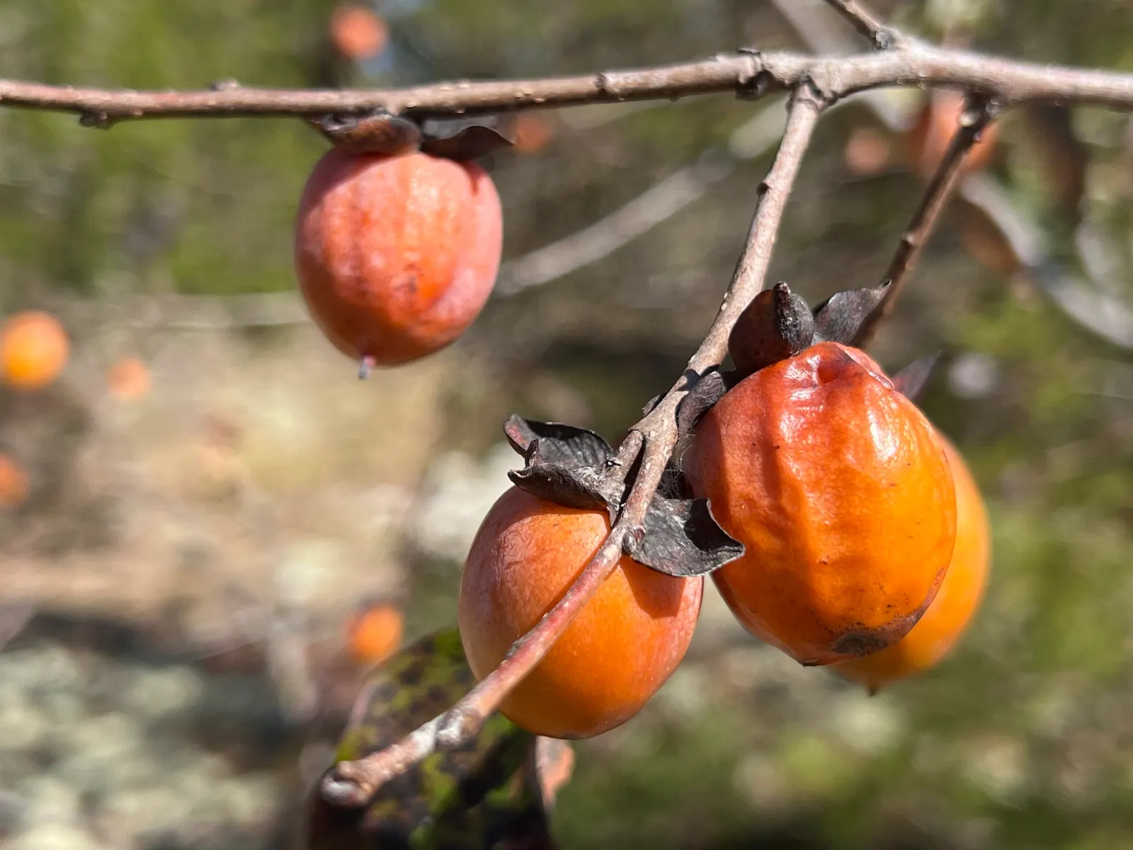 American Persimmon, Possumwood (Diospyros Virginiana) — Given its deep taproot, ensure it is planted where it can remain undisturbed; prefers full, image 90