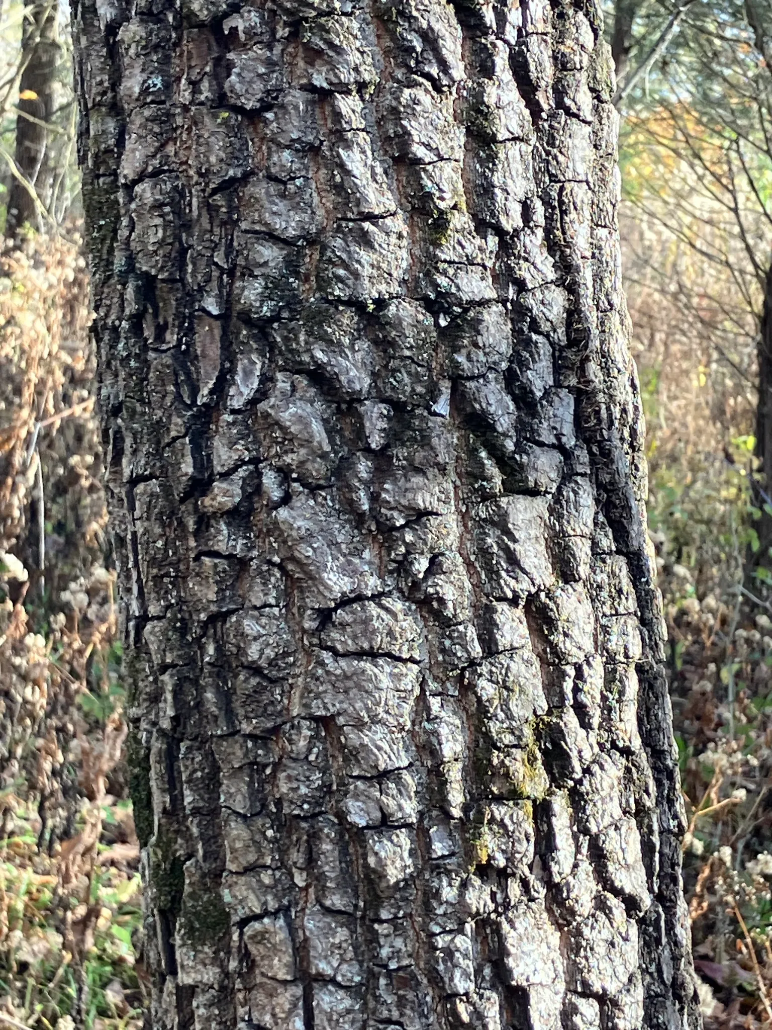 American Persimmon, Possumwood (Diospyros Virginiana) — and purple in autumn.<br><br>Its distinctive fruit