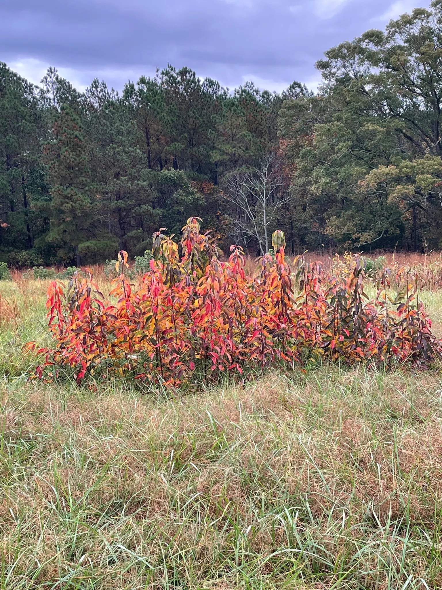 American Persimmon, Possumwood (Diospyros Virginiana) — is a native deciduous tree valued for its adaptability and wildlife benefits