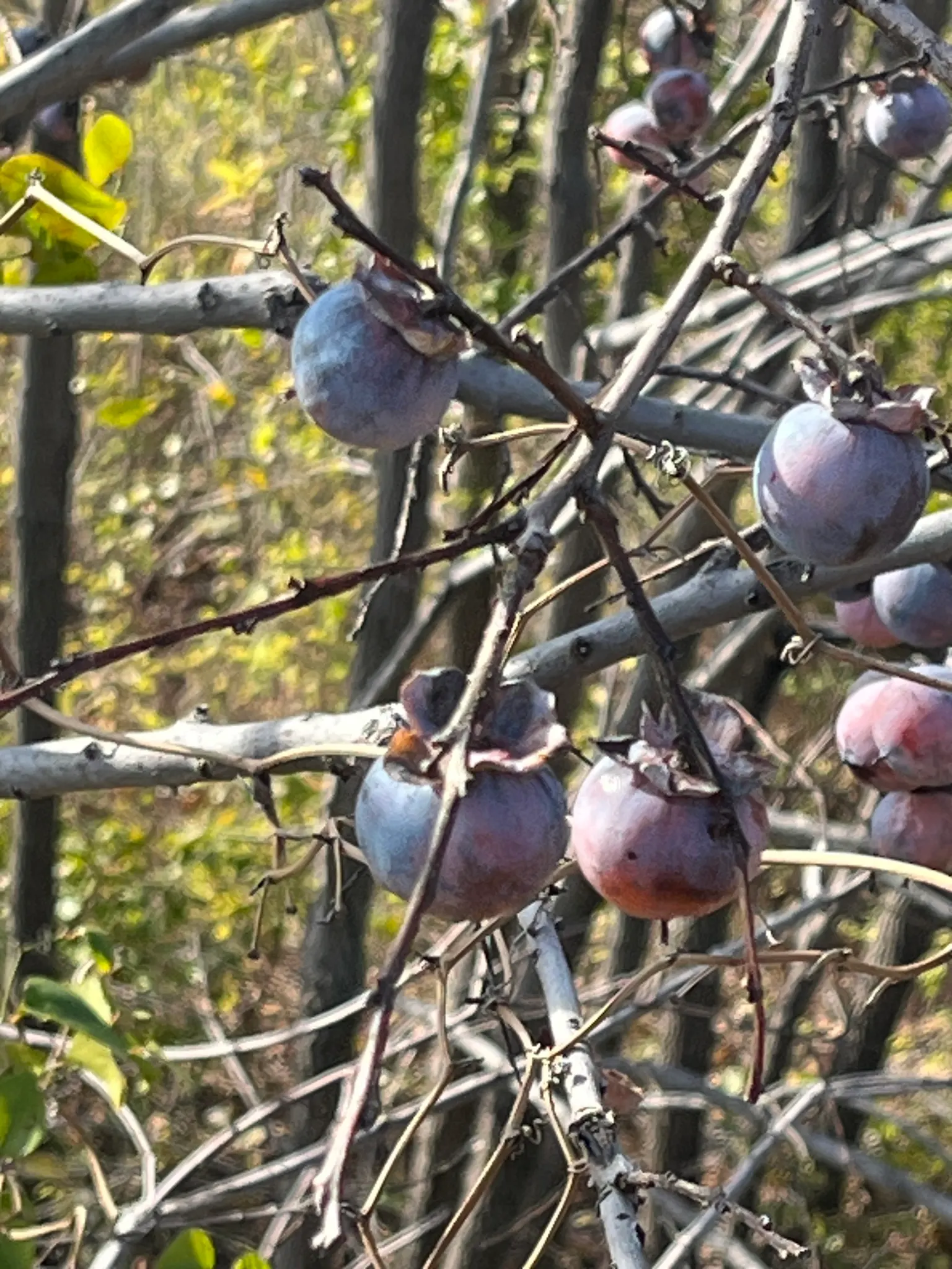 American Persimmon, Possumwood (Diospyros Virginiana) — Mature at 35-60 feet tall, with a 20-35 foot spread, it thrives in zones 4-9; starts out green and