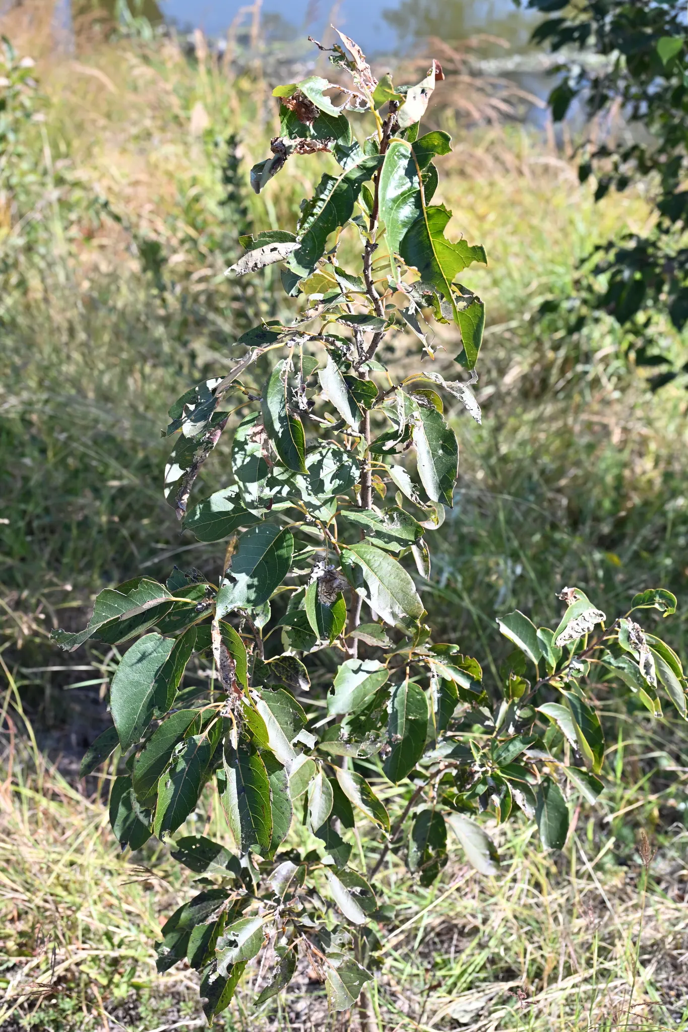 American Persimmon, Possumwood (Diospyros Virginiana) — with a diameter of approximately 1 to 2 inches; especially in puddings and jams, image 110