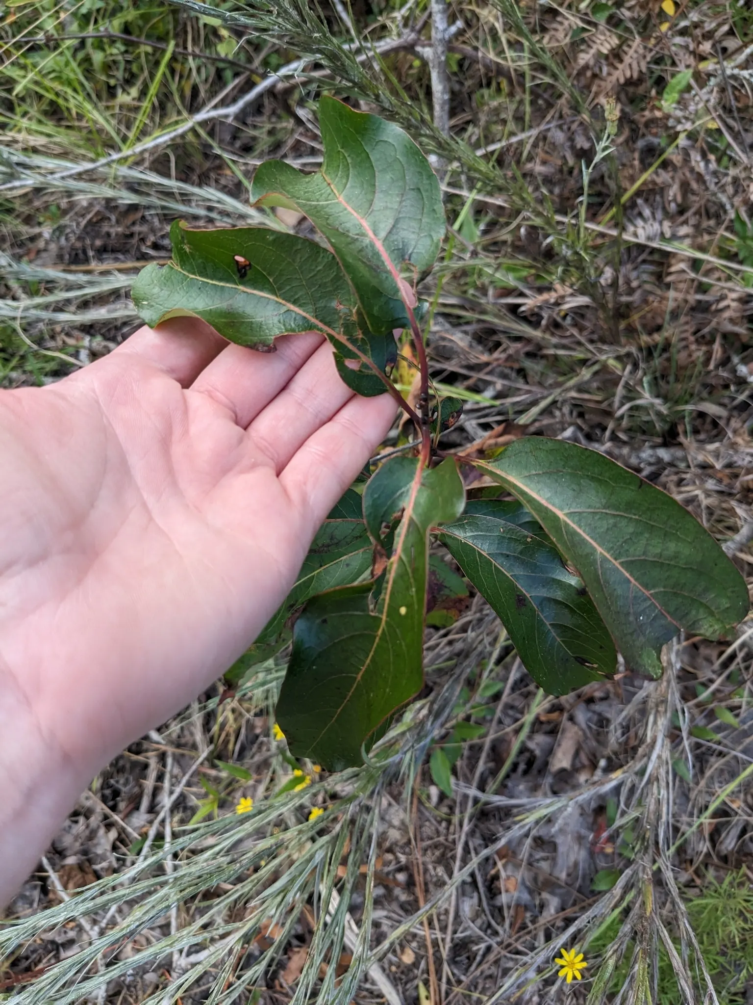 American Persimmon, Possumwood (Diospyros Virginiana) — grows moderately to a height between 35 to 60 feet